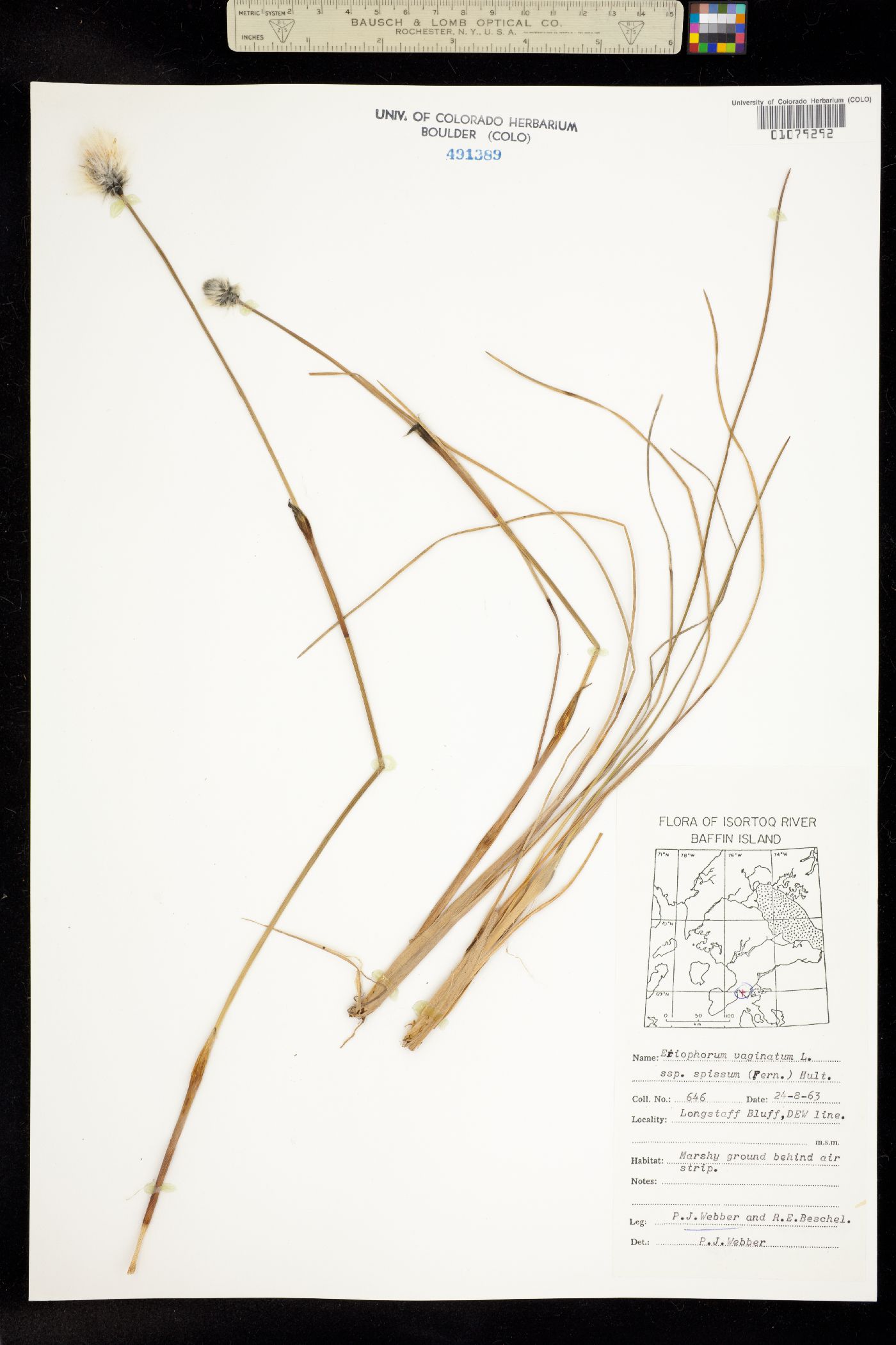 Eriophorum vaginatum image