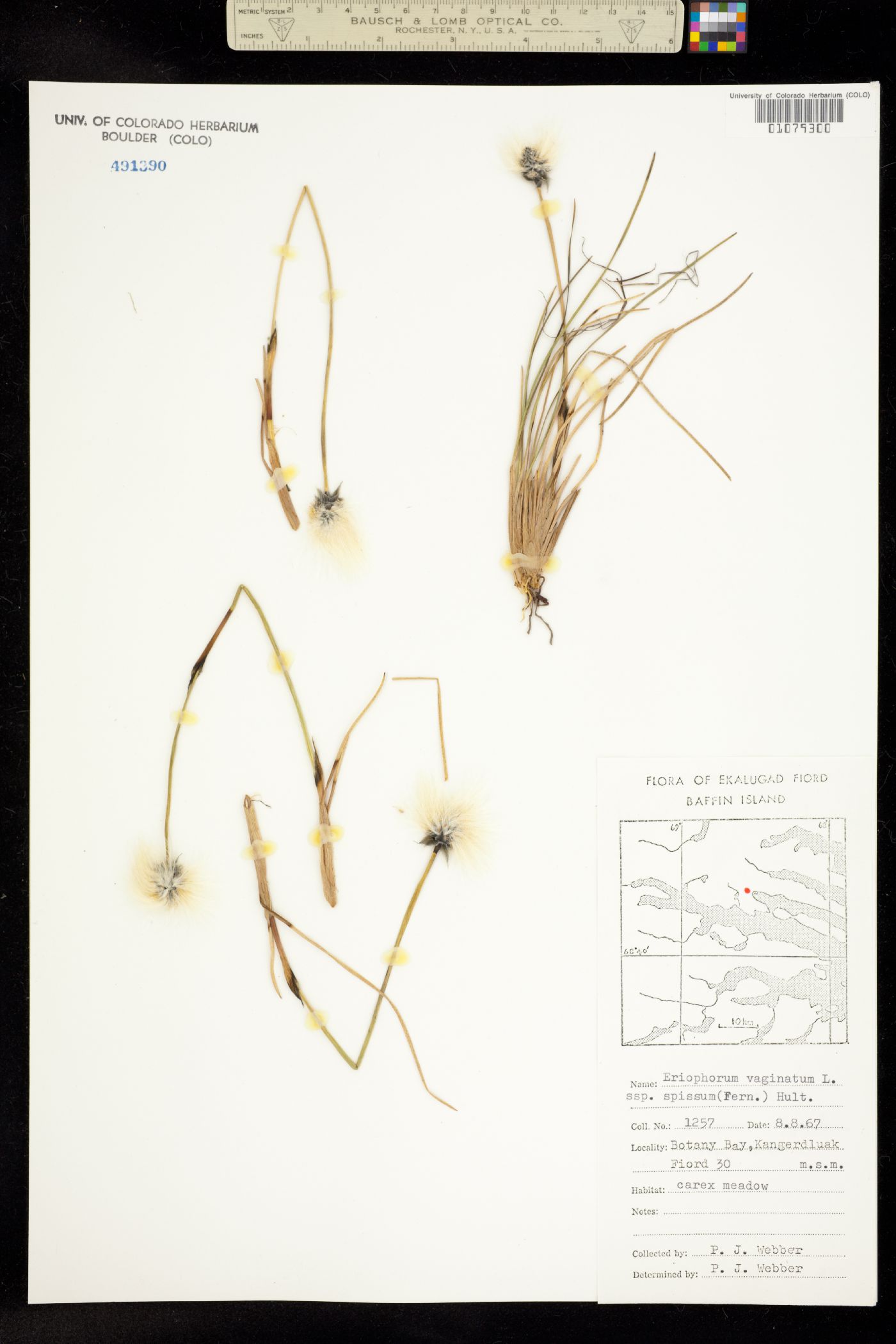 Eriophorum vaginatum image