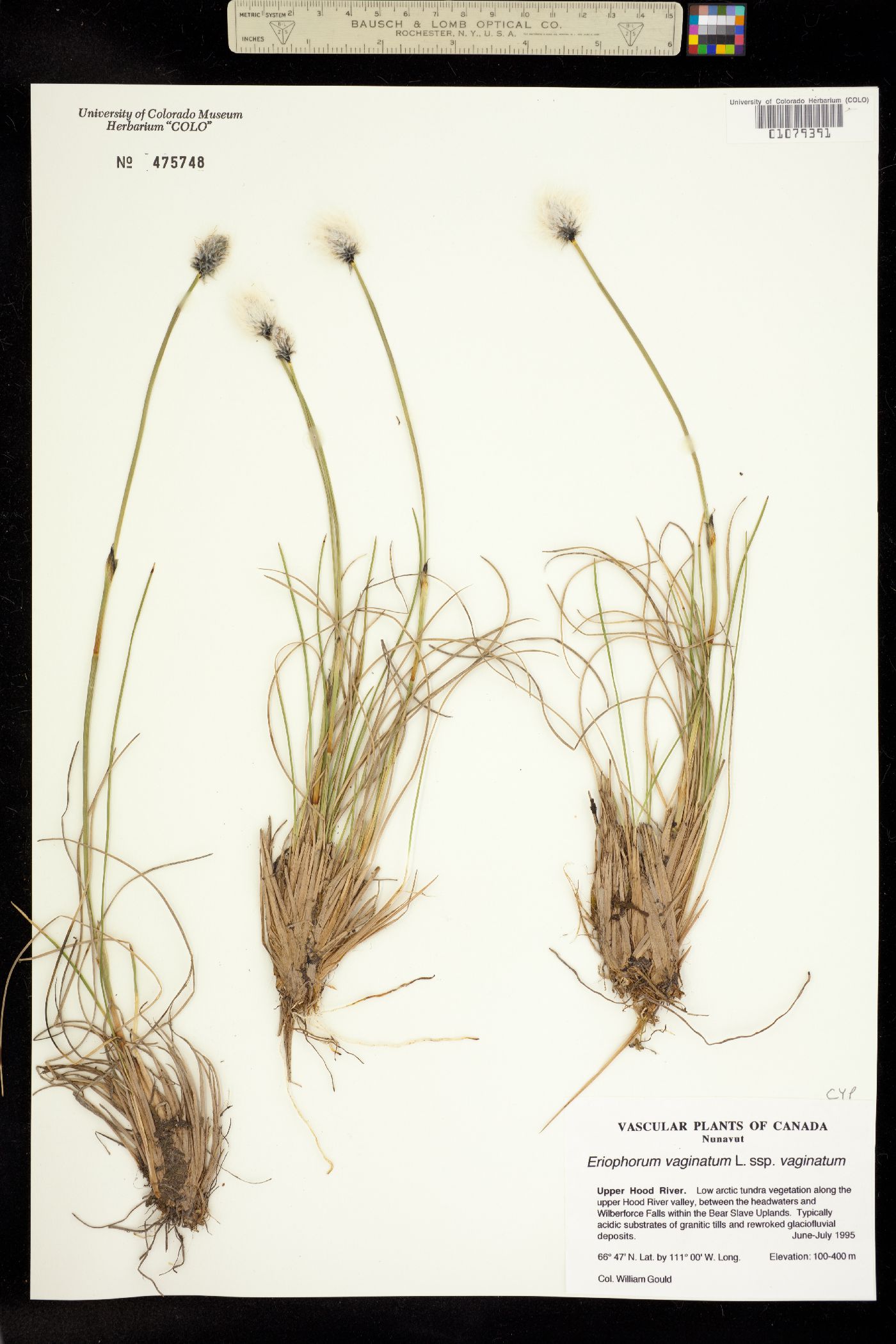 Eriophorum vaginatum image