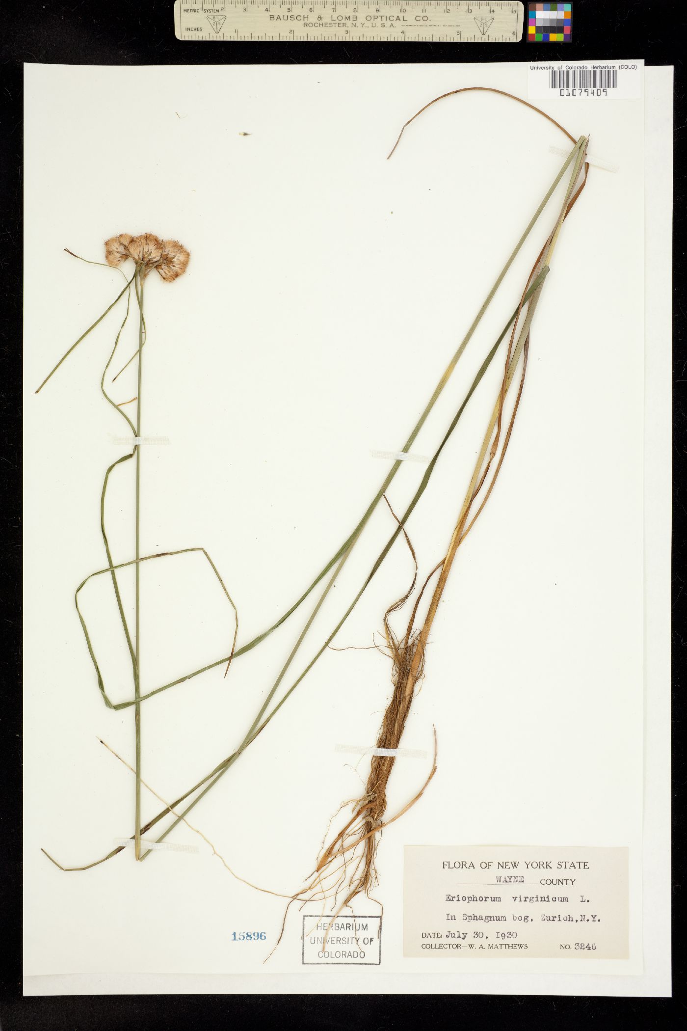 Eriophorum virginicum image