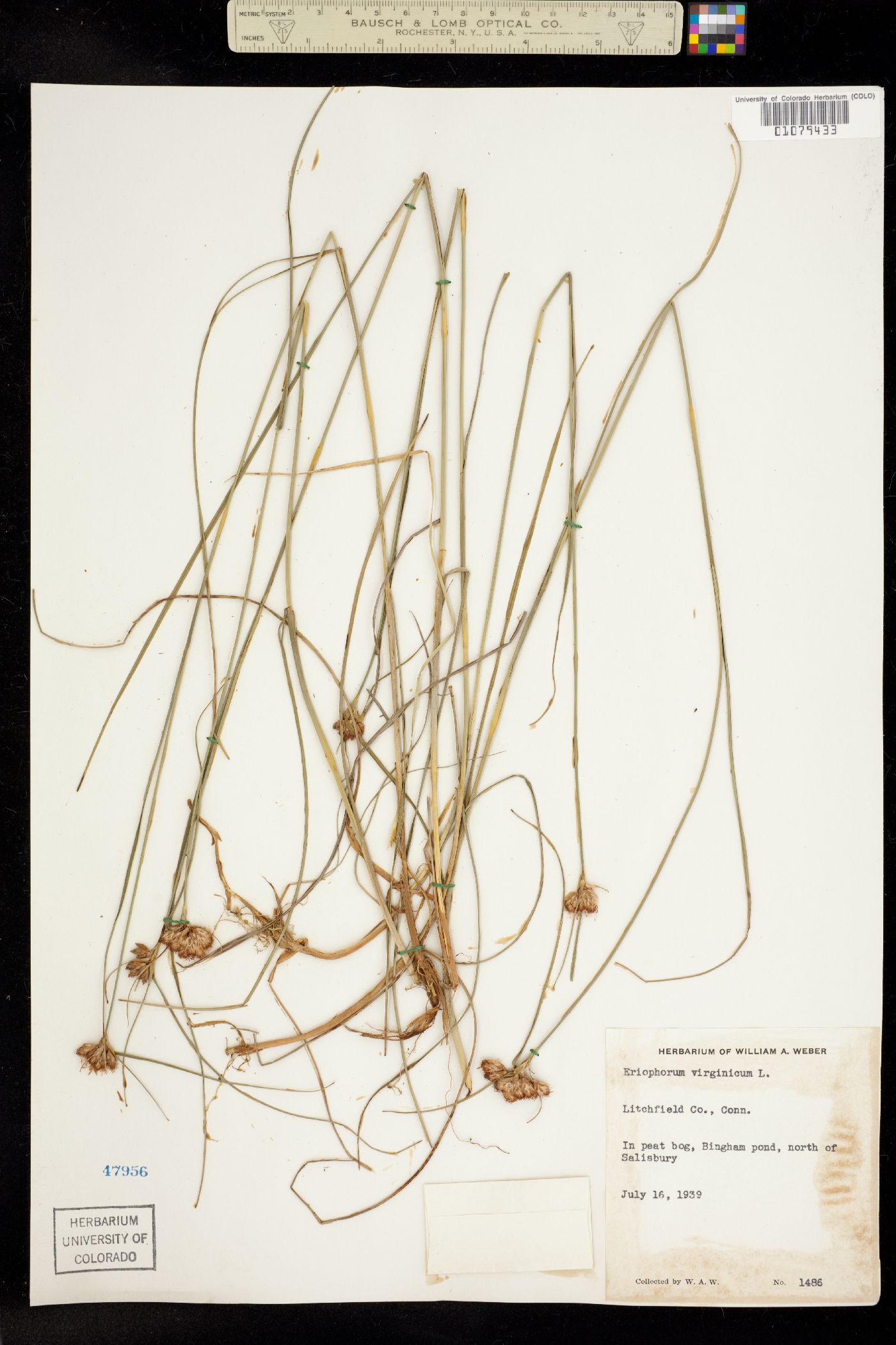 Eriophorum virginicum image