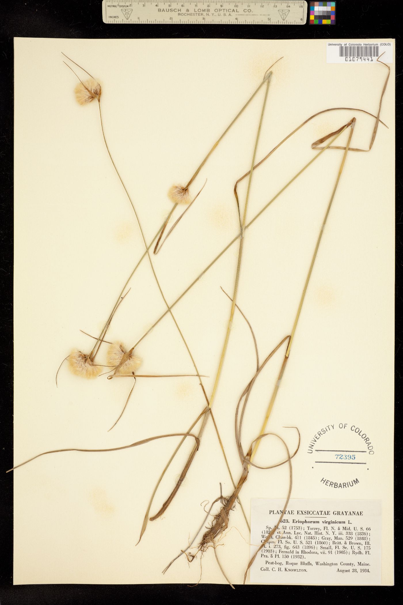 Eriophorum virginicum image