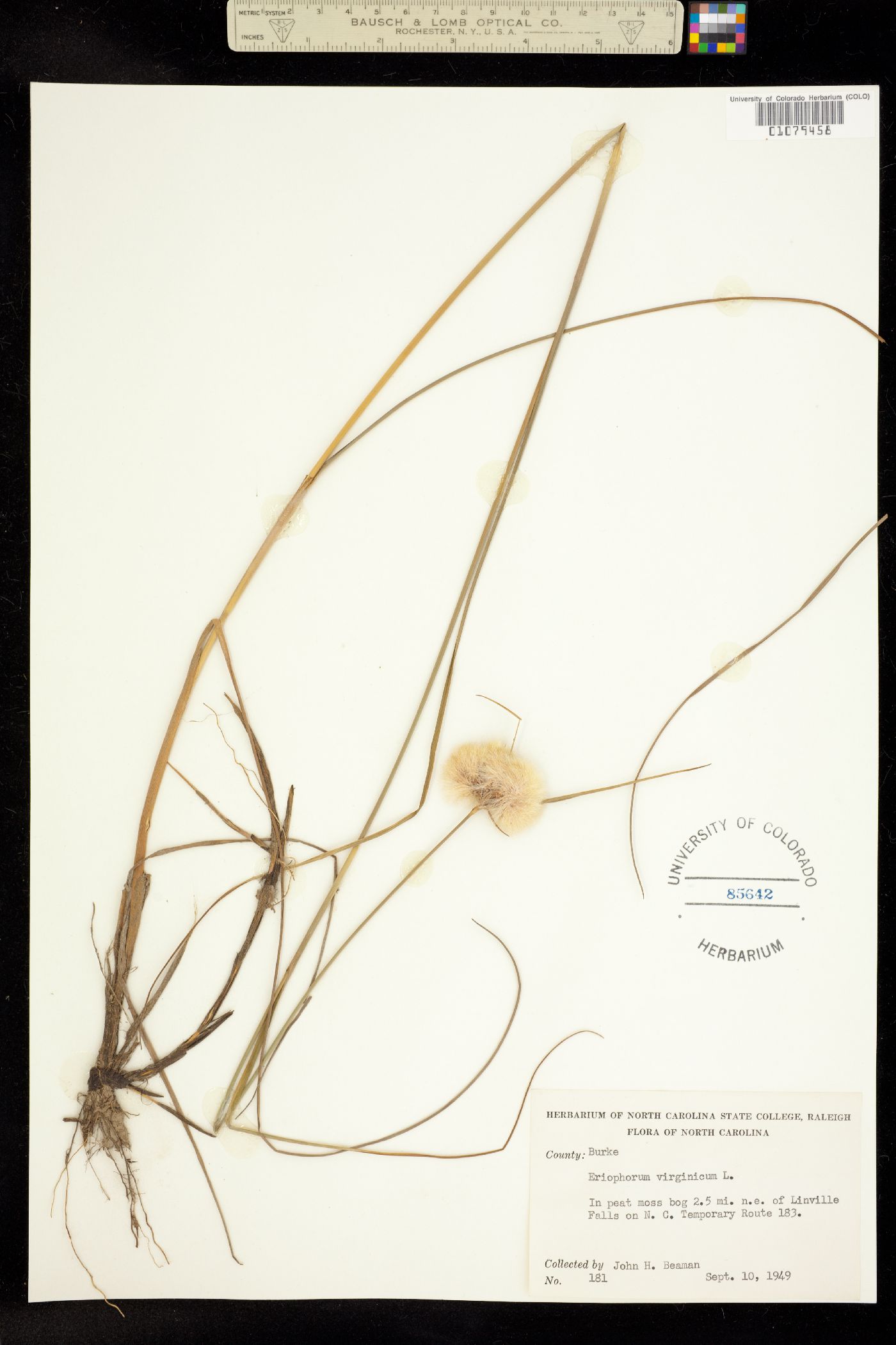 Eriophorum virginicum image