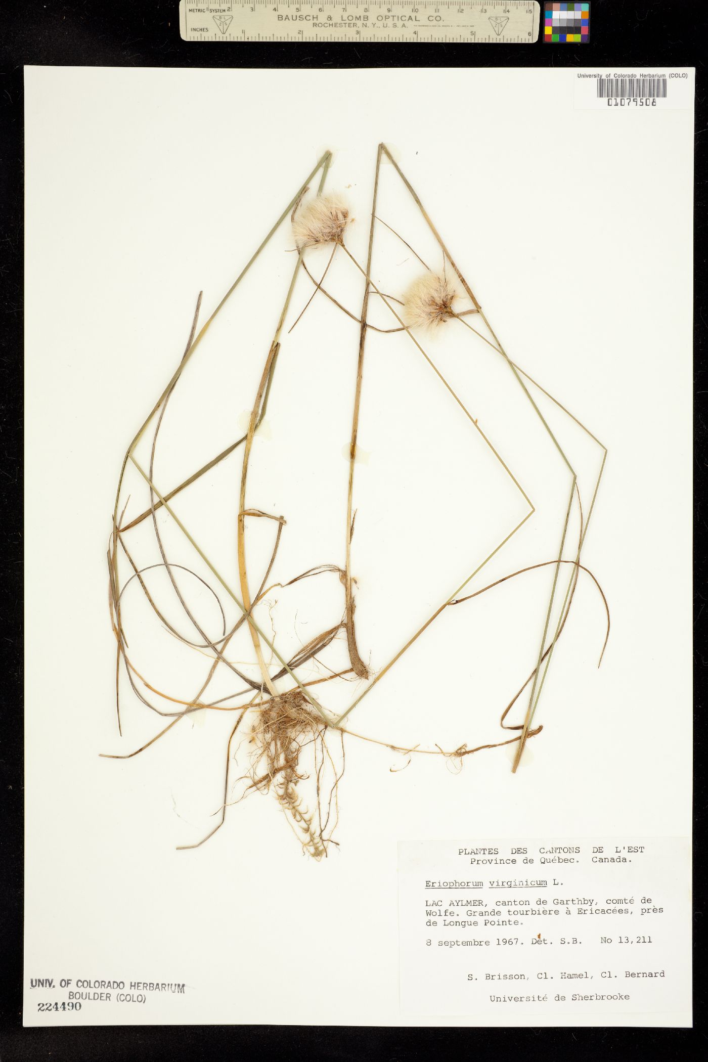 Eriophorum virginicum image