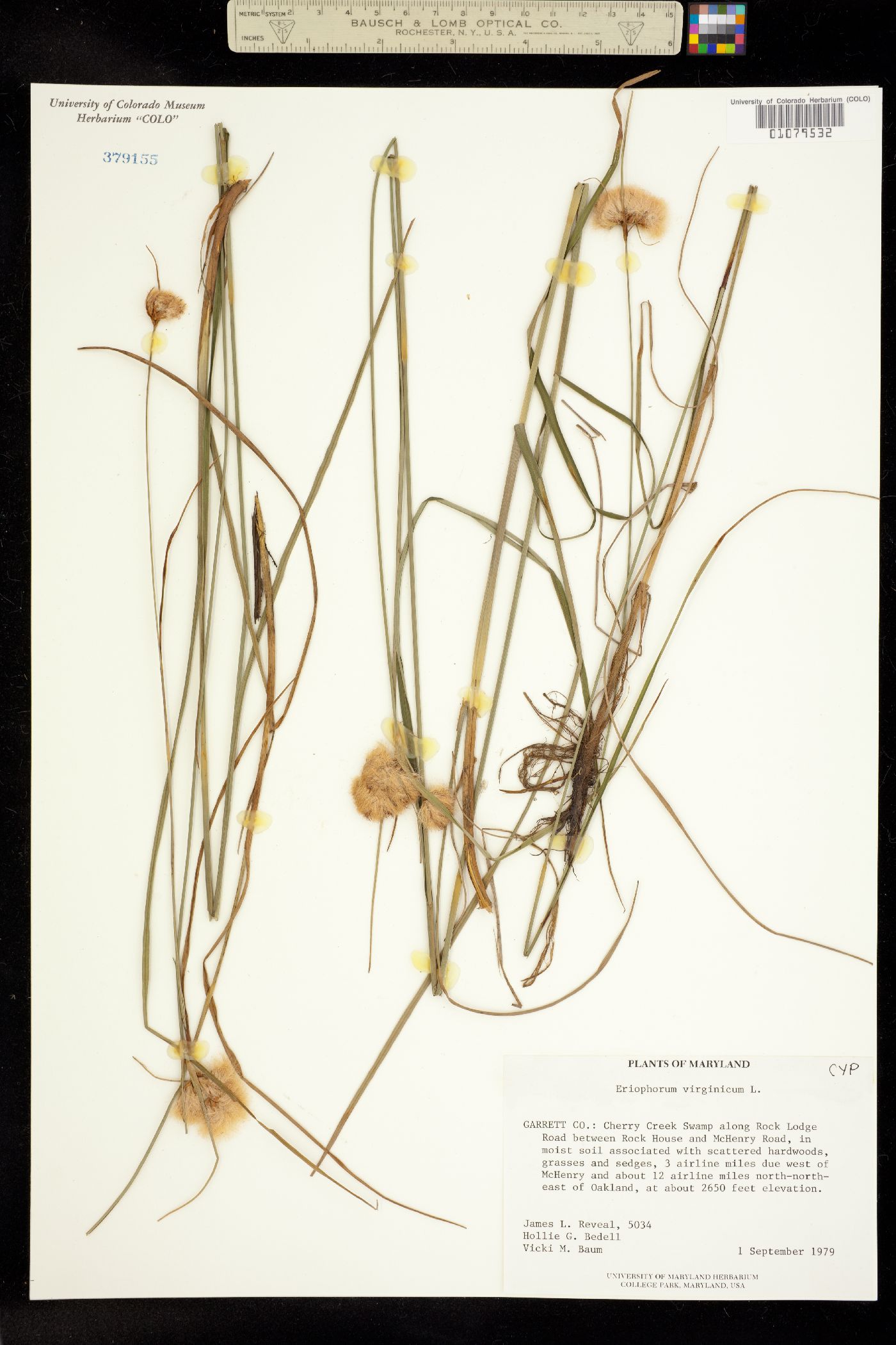 Eriophorum virginicum image