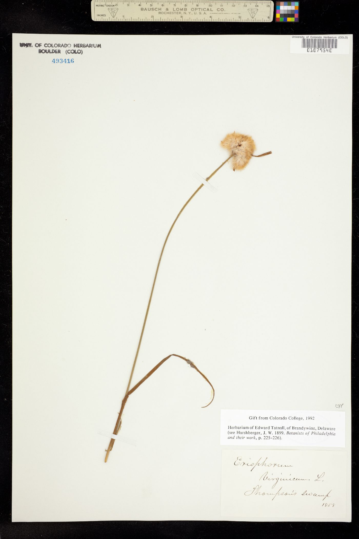 Eriophorum virginicum image