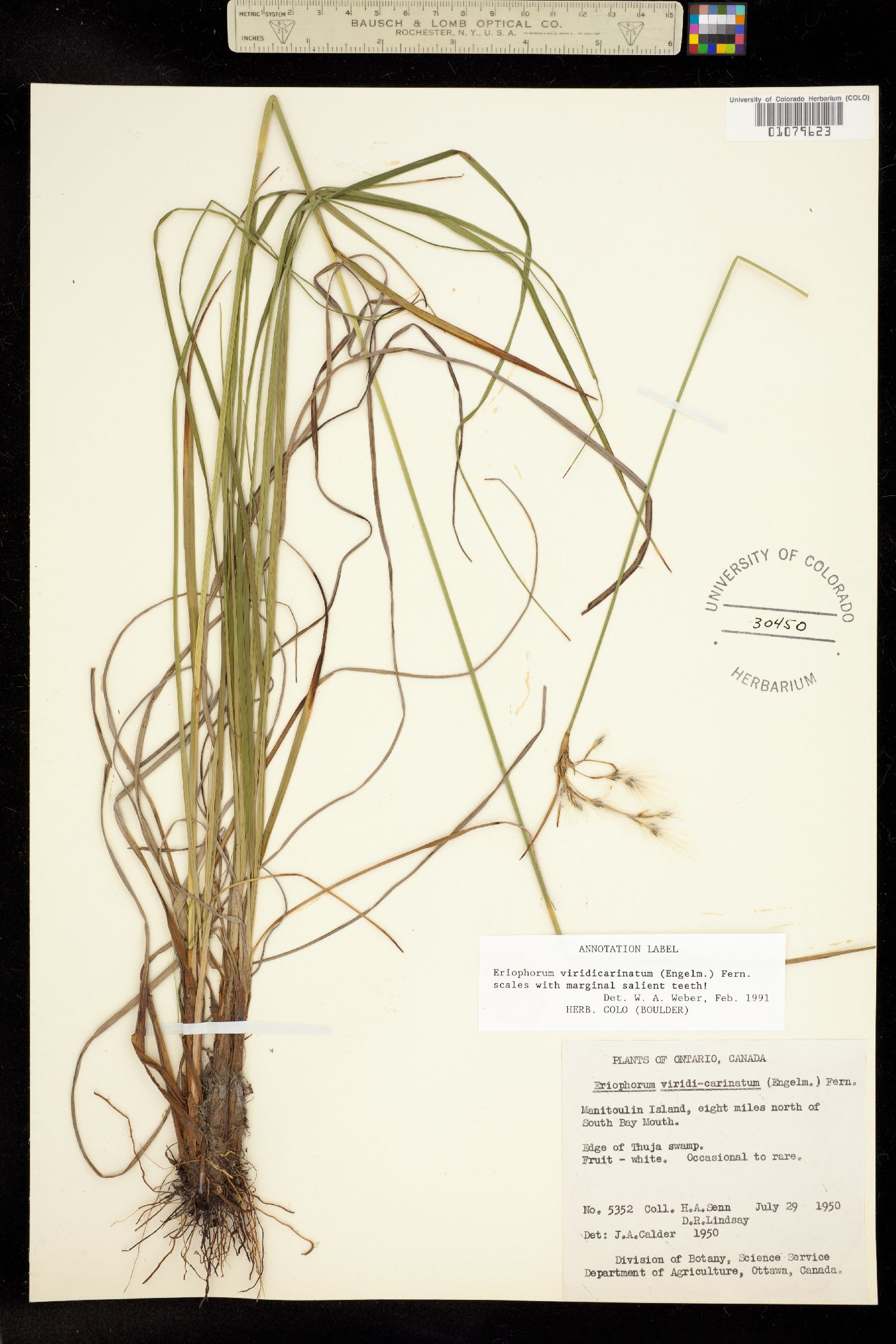 Eriophorum viridicarinatum image