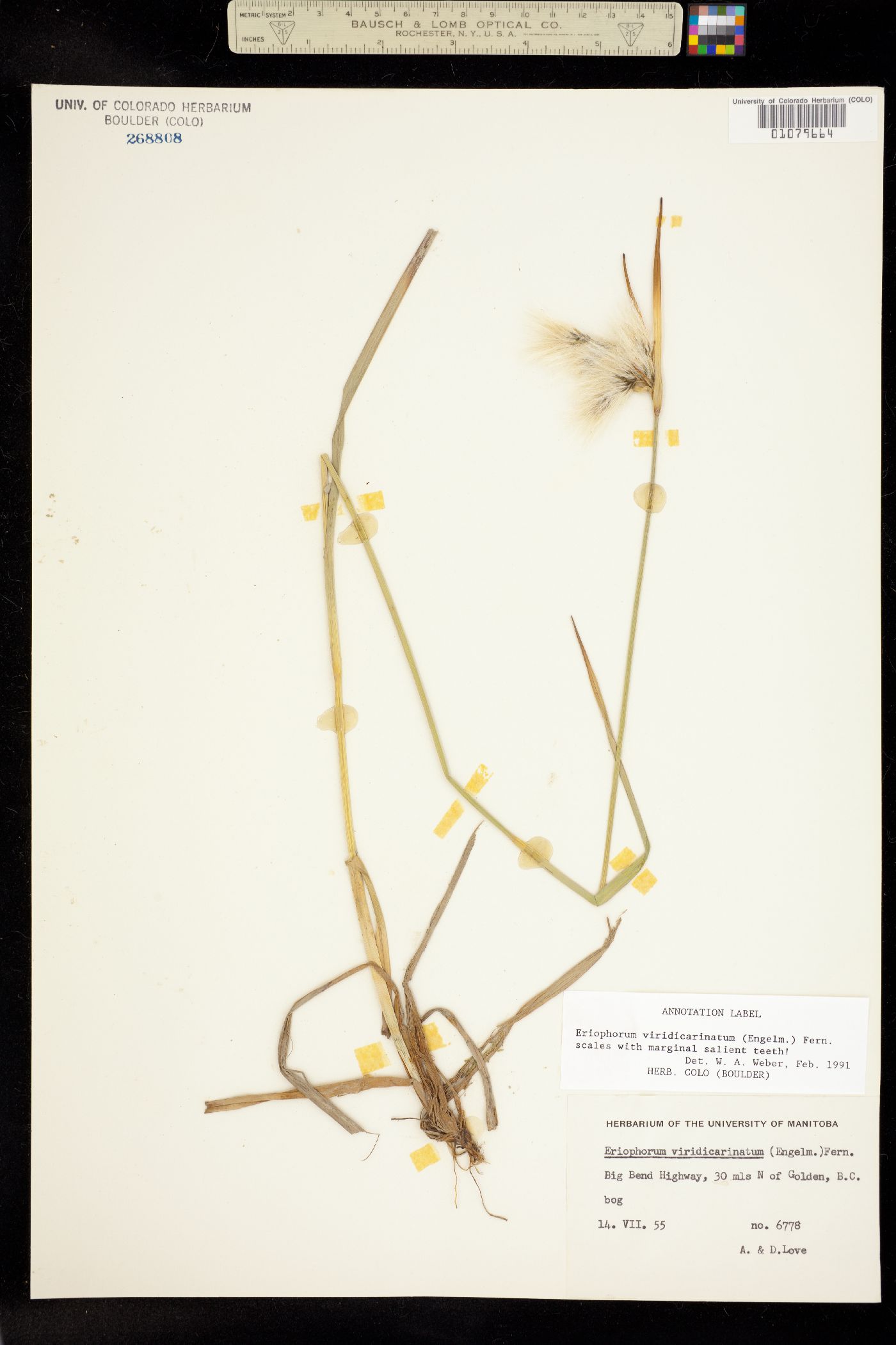 Eriophorum viridicarinatum image