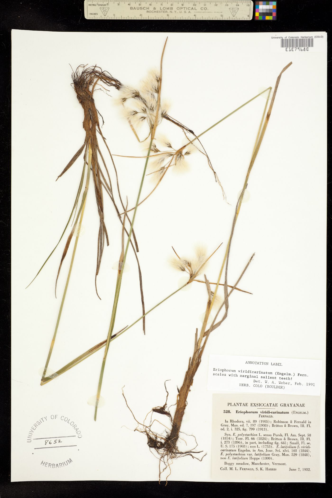 Eriophorum image