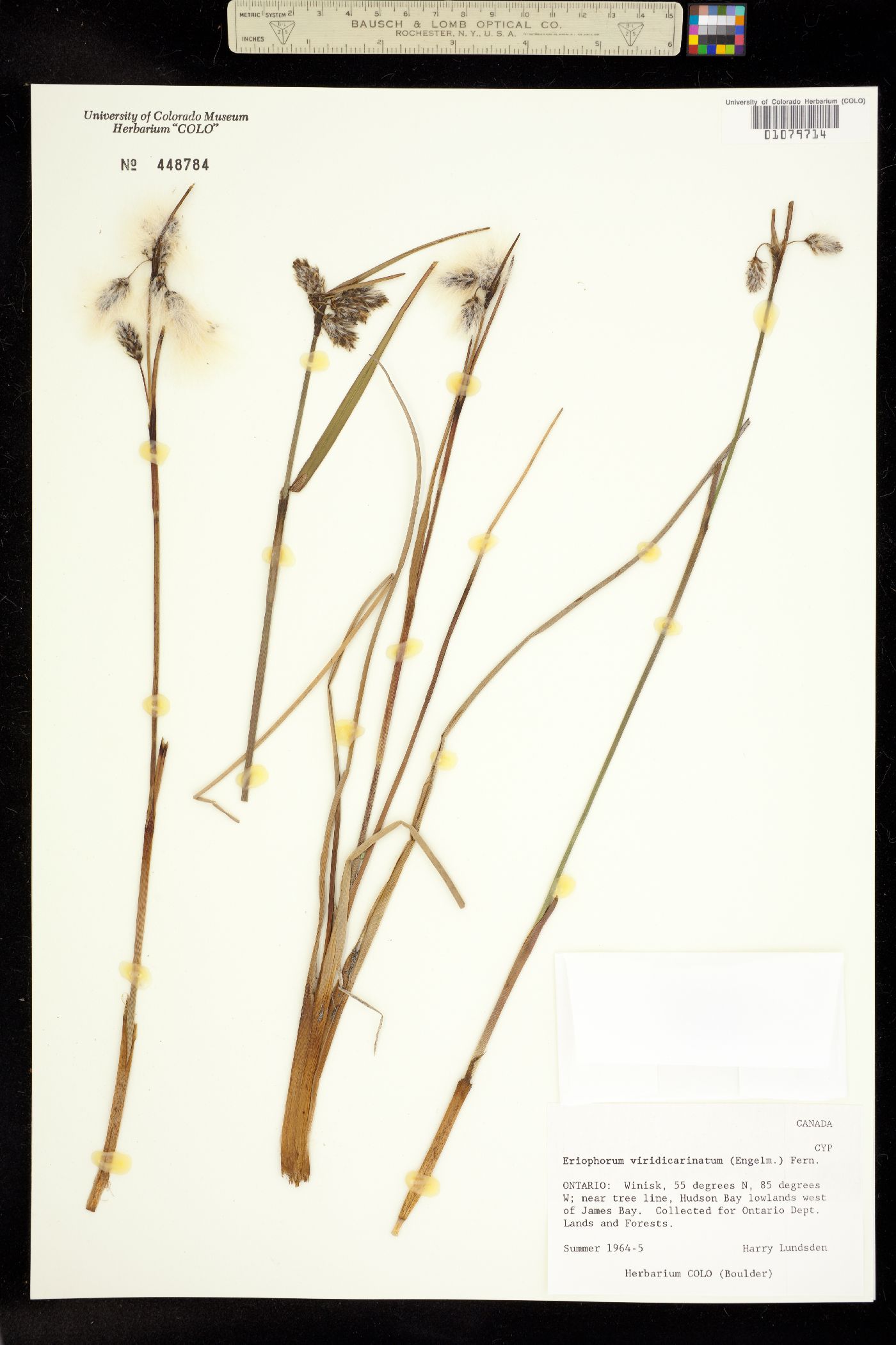 Eriophorum viridicarinatum image