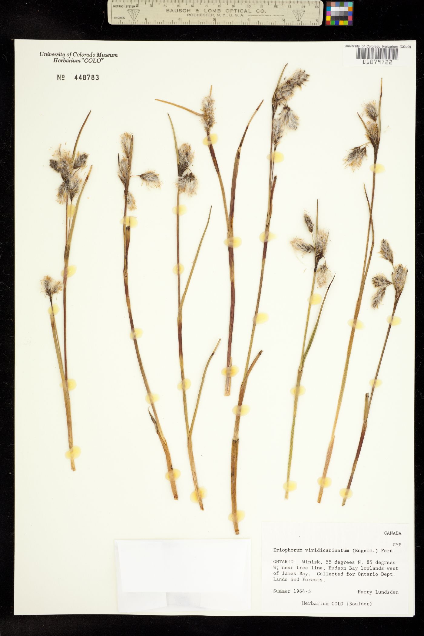 Eriophorum viridicarinatum image