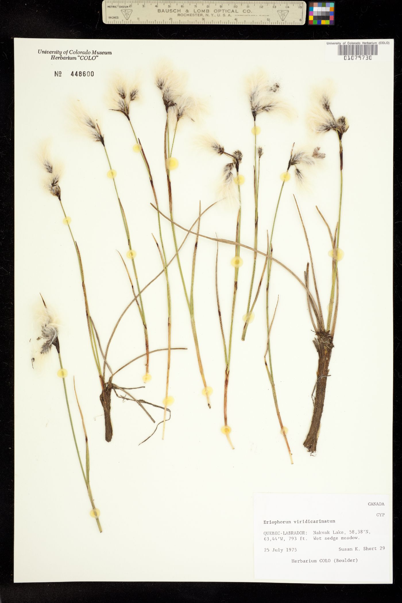Eriophorum viridicarinatum image