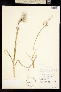 Image of Eriophorum rousseauianum