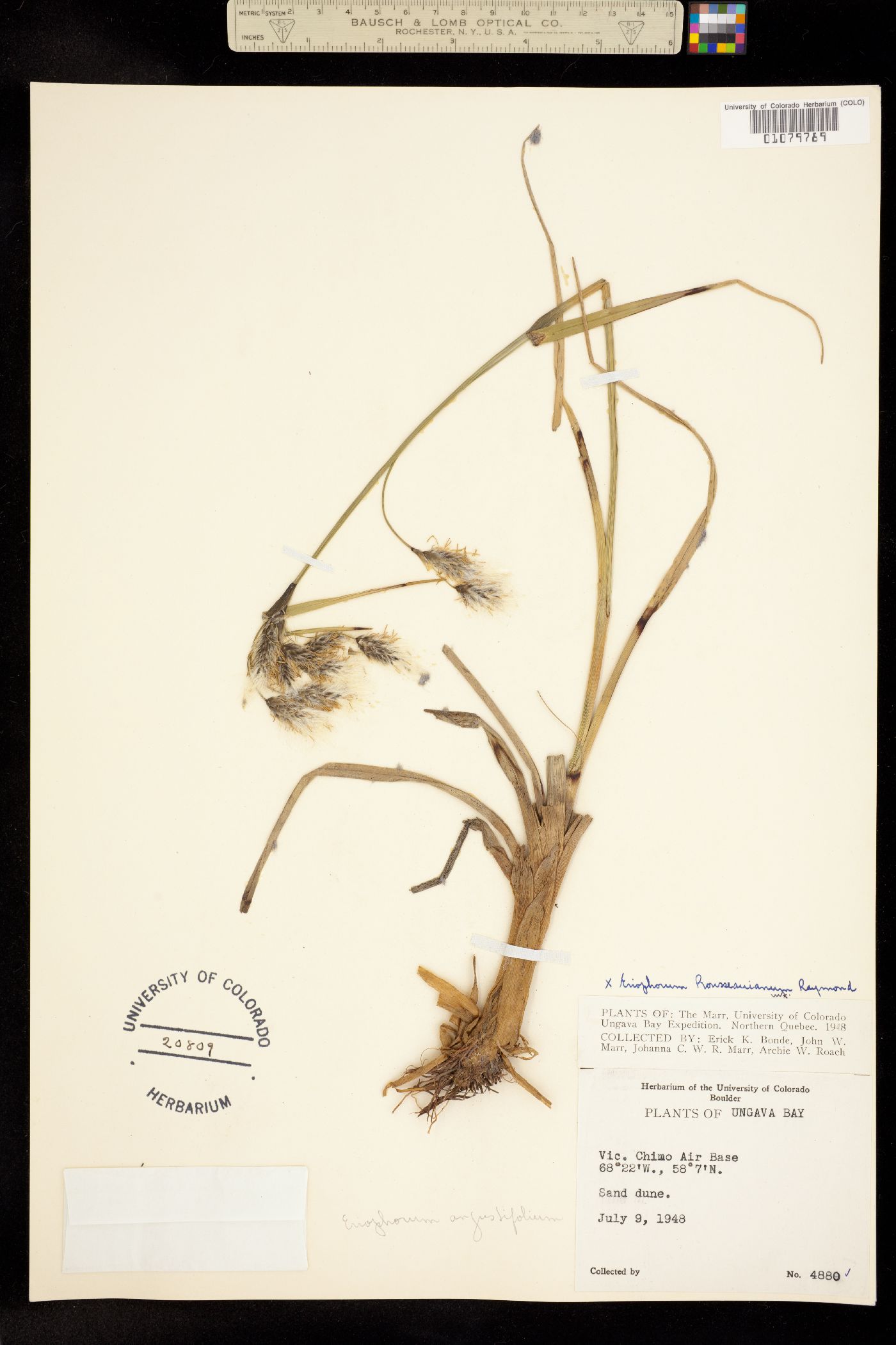 Eriophorum rousseauianum image