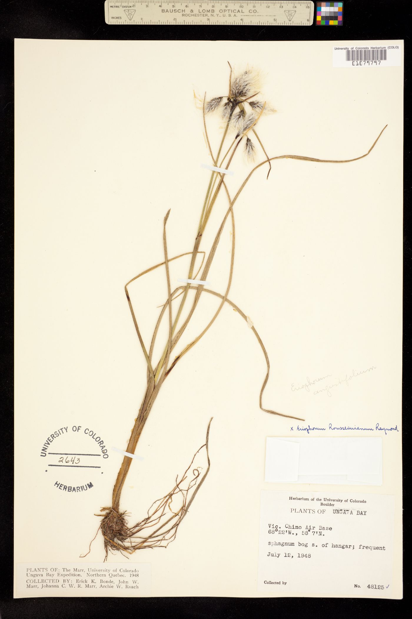 Eriophorum rousseauianum image