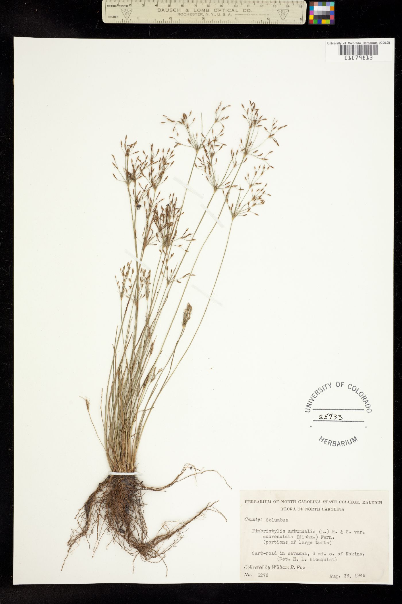 Fimbristylis autumnalis image