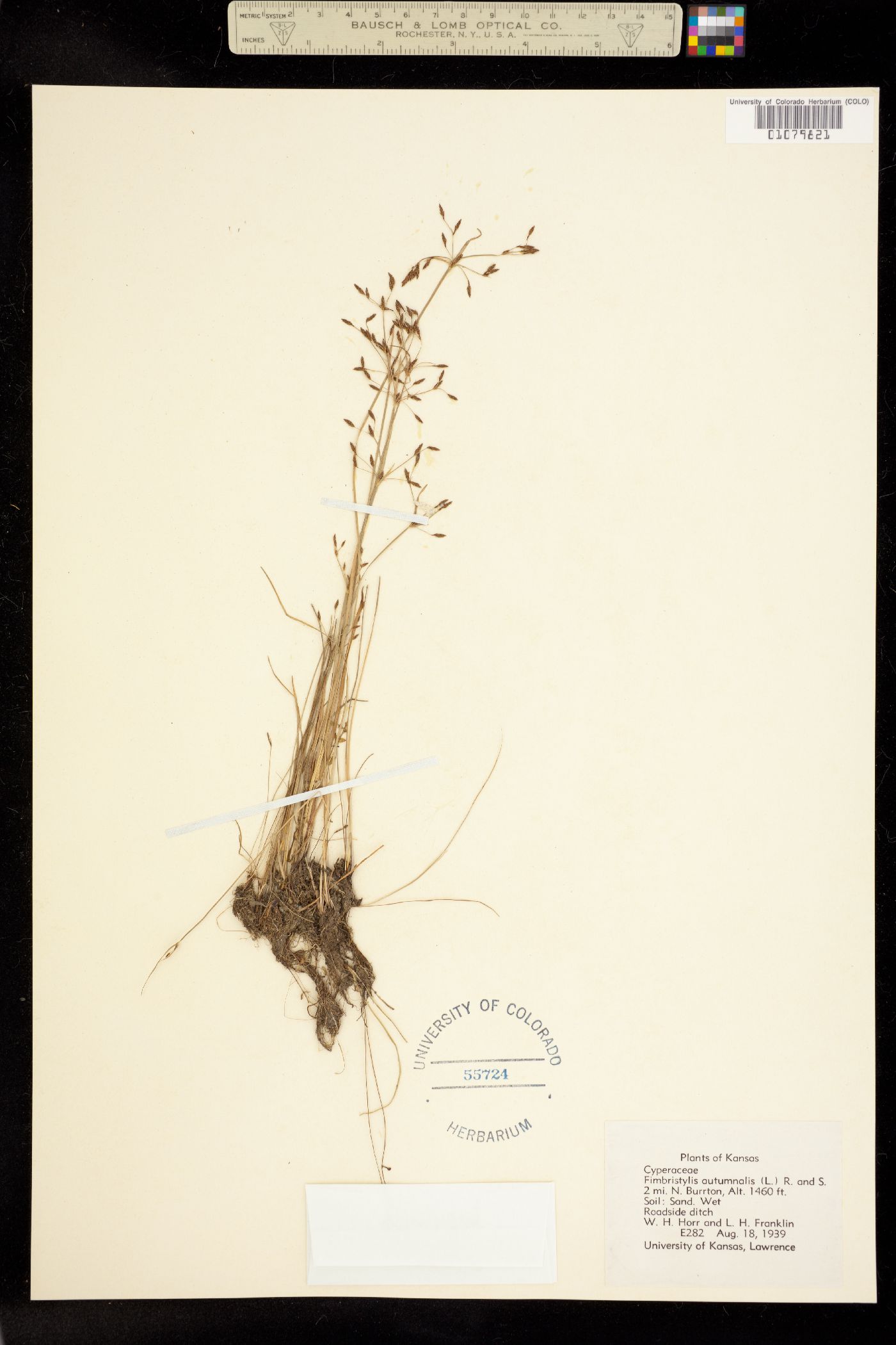 Fimbristylis autumnalis image