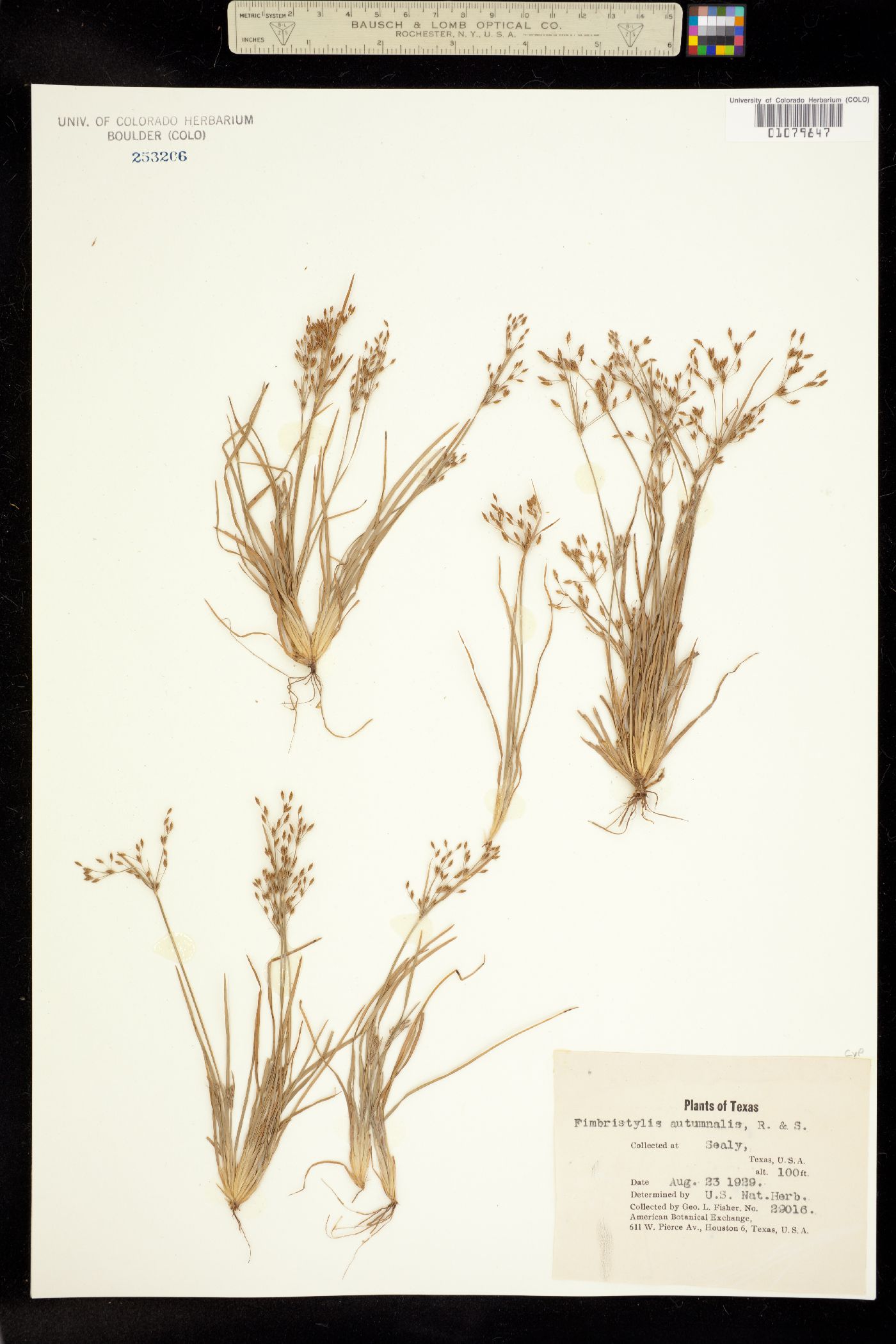 Fimbristylis autumnalis image