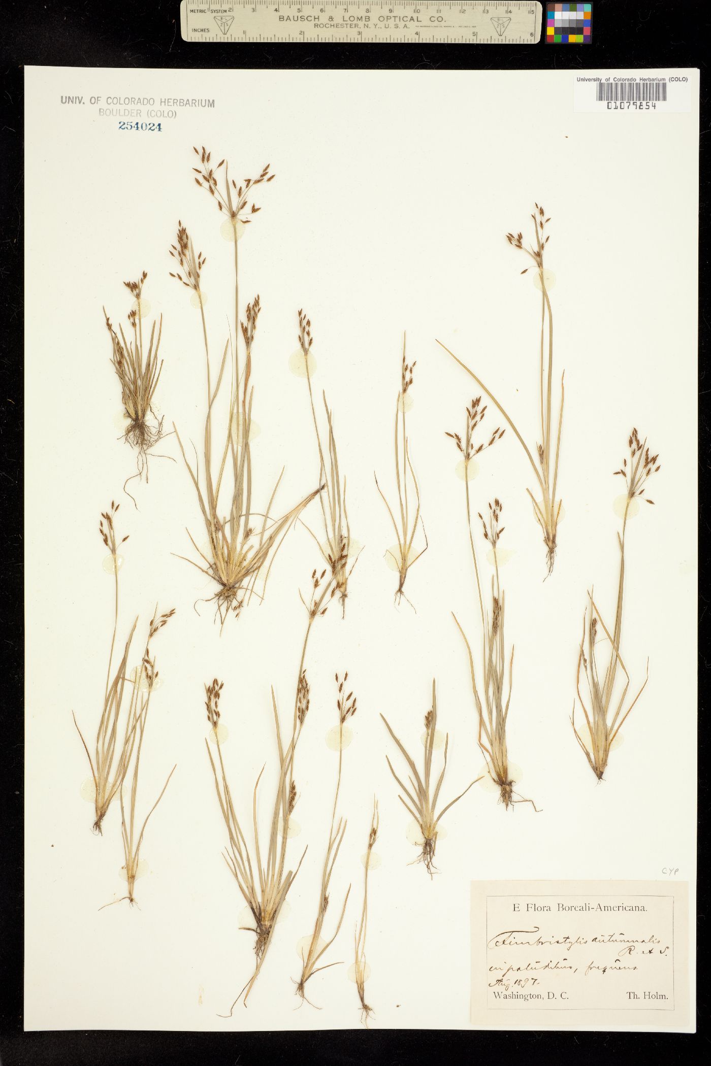 Fimbristylis autumnalis image