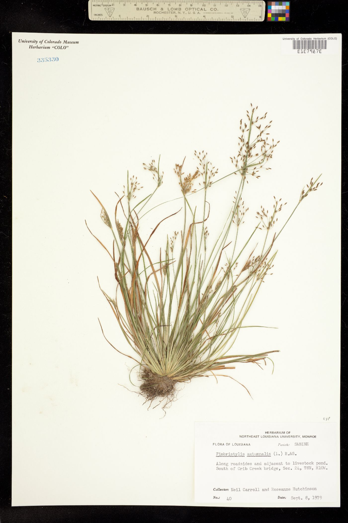 Fimbristylis autumnalis image