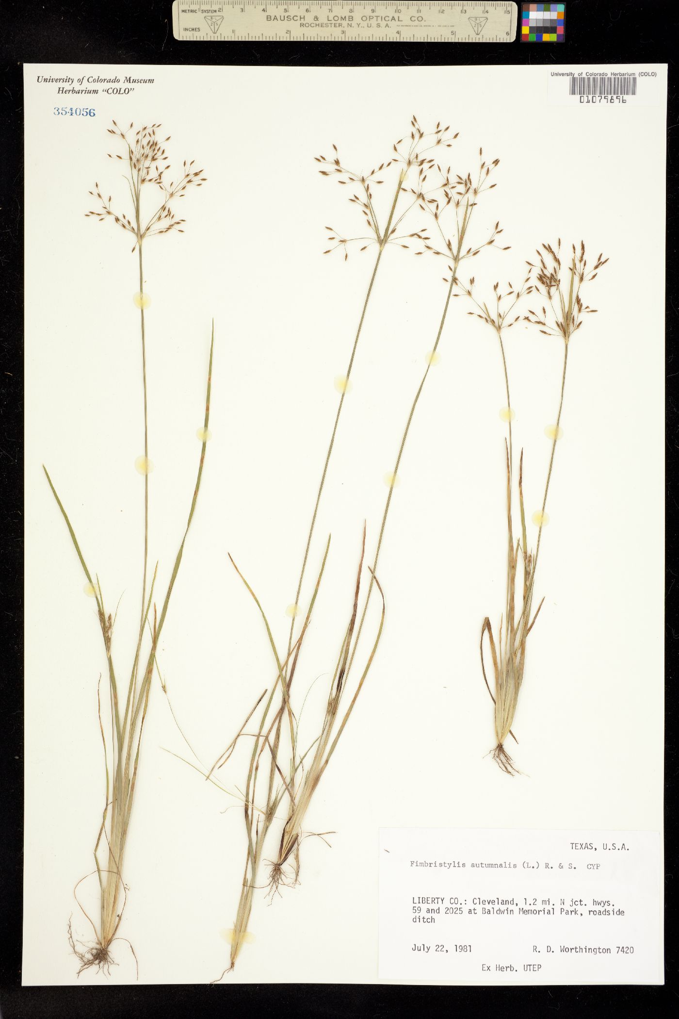 Fimbristylis autumnalis image