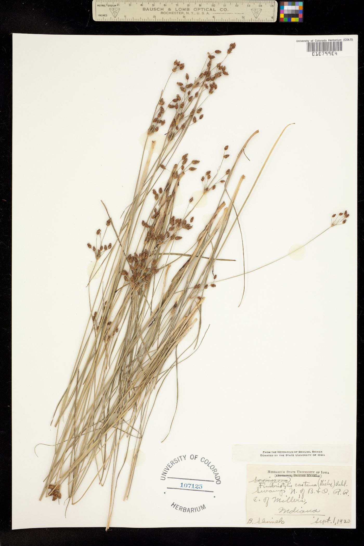 Fimbristylis image