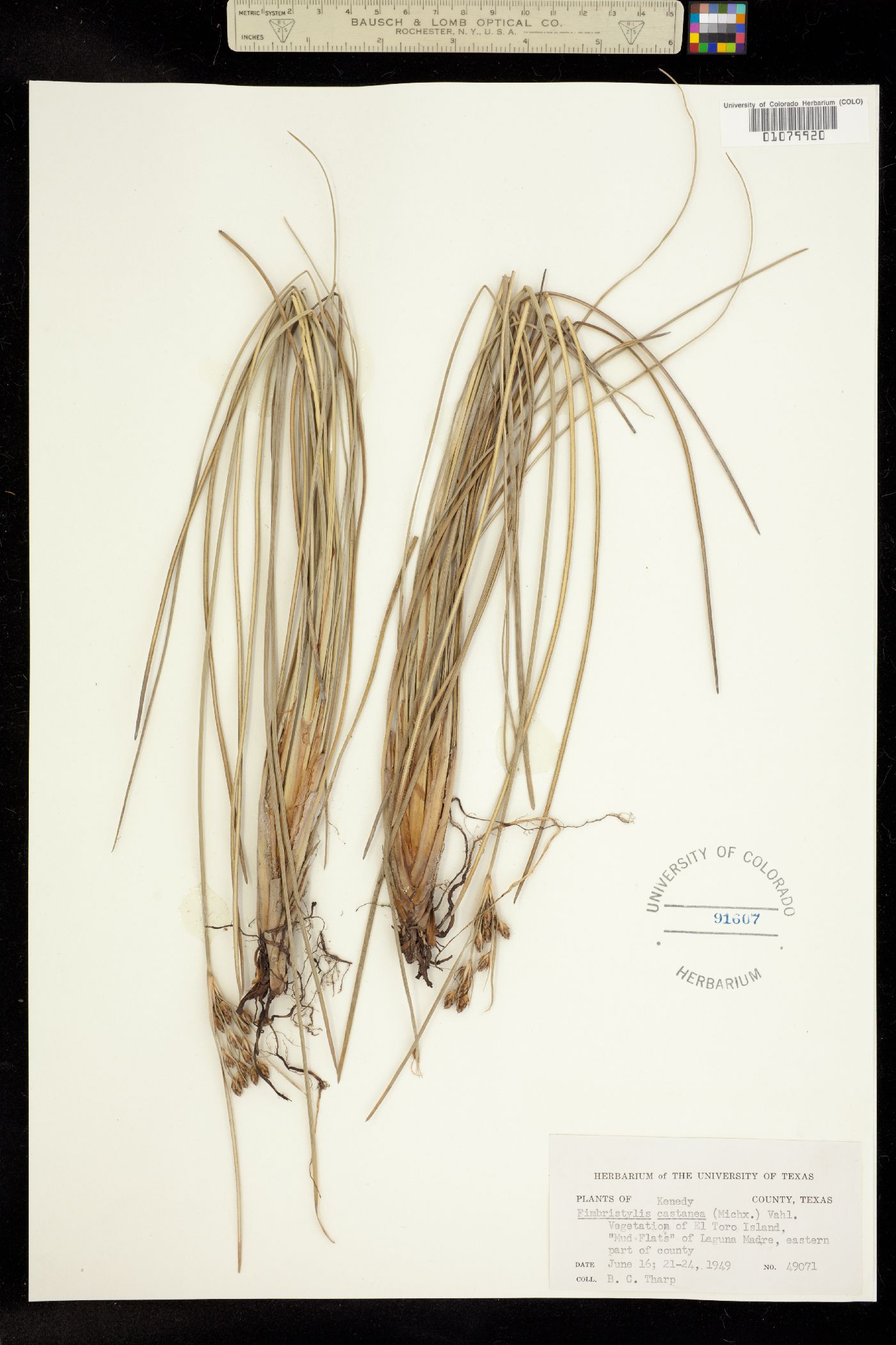 Fimbristylis spadicea image