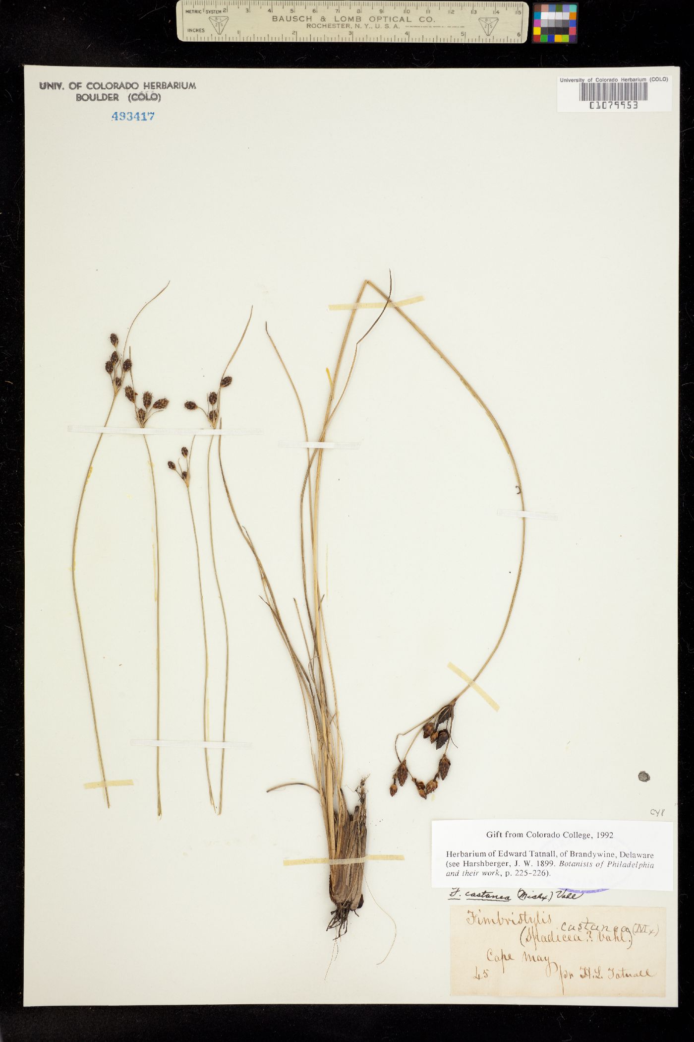 Fimbristylis spadicea image