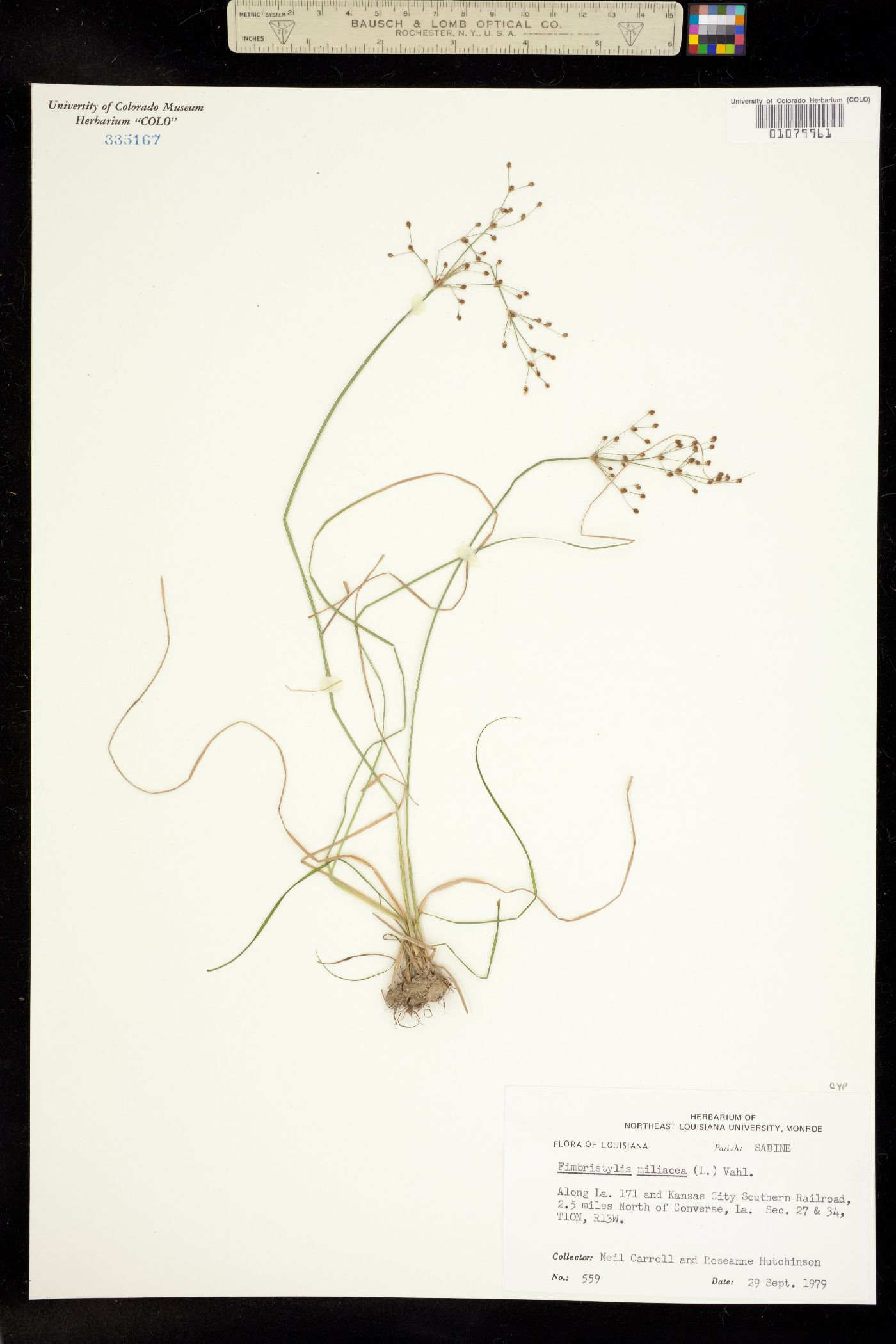 Fimbristylis littoralis image