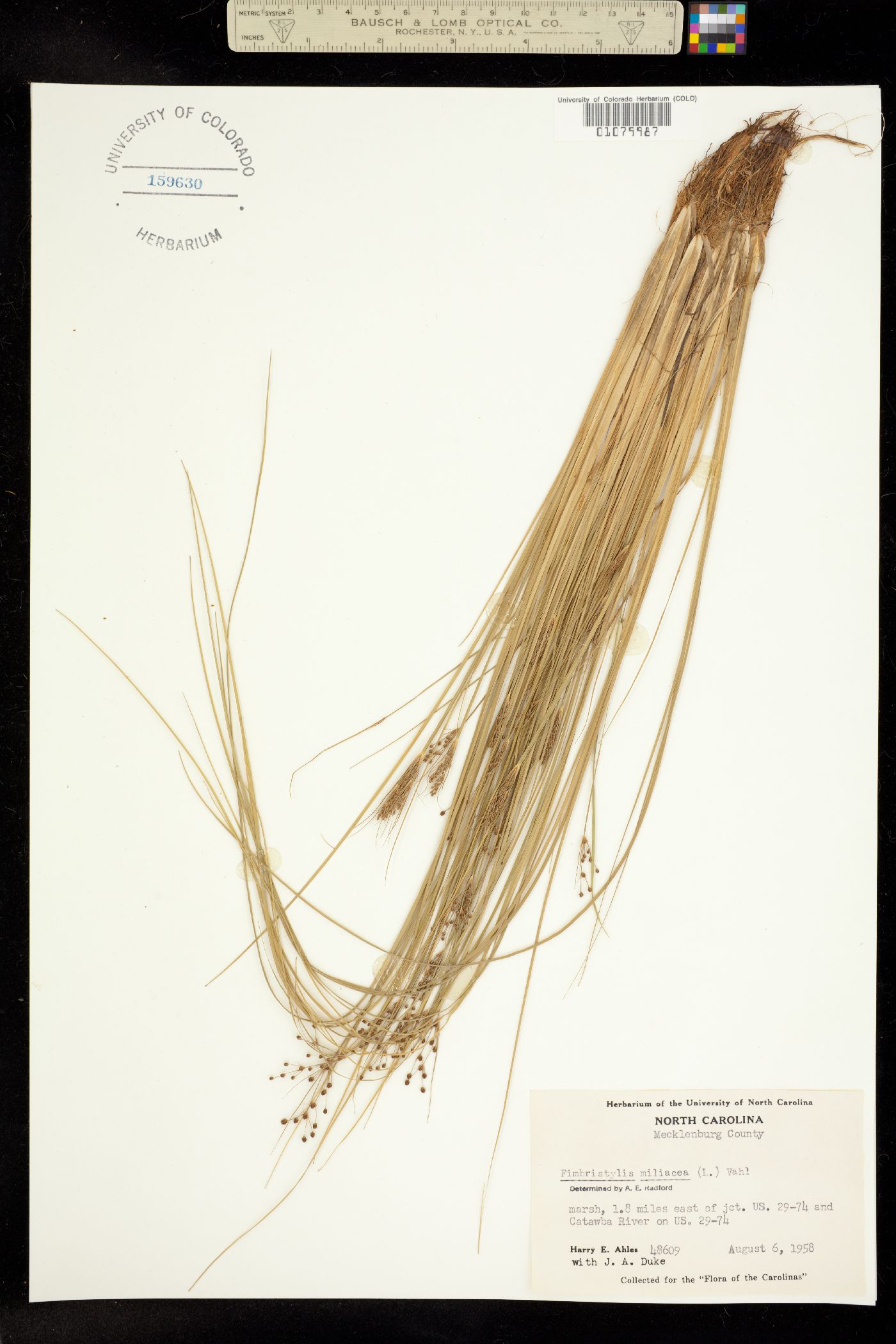 Fimbristylis littoralis image