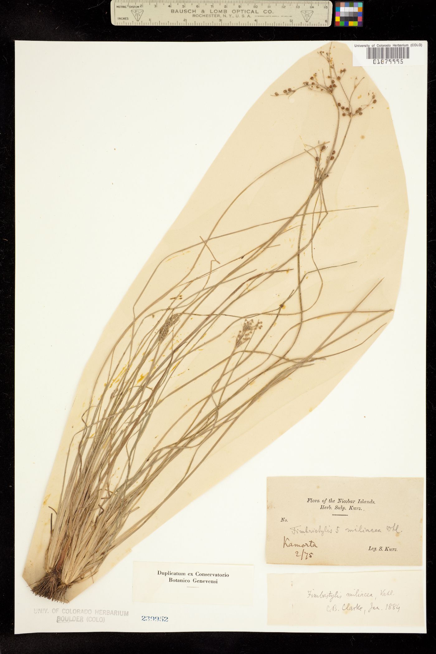 Fimbristylis littoralis image