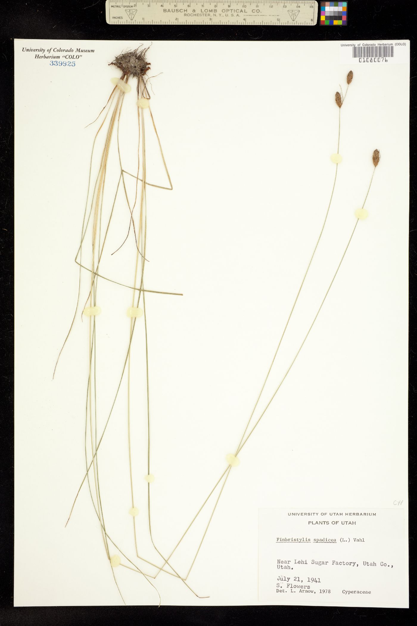 Fimbristylis image