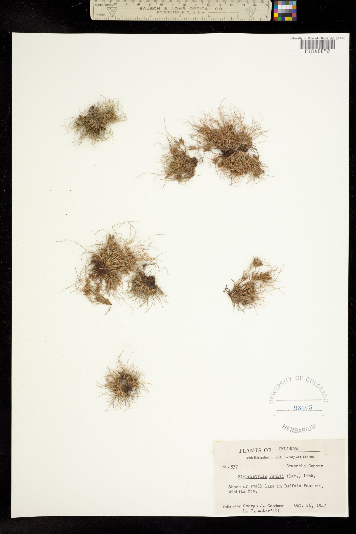 Fimbristylis vahlii image