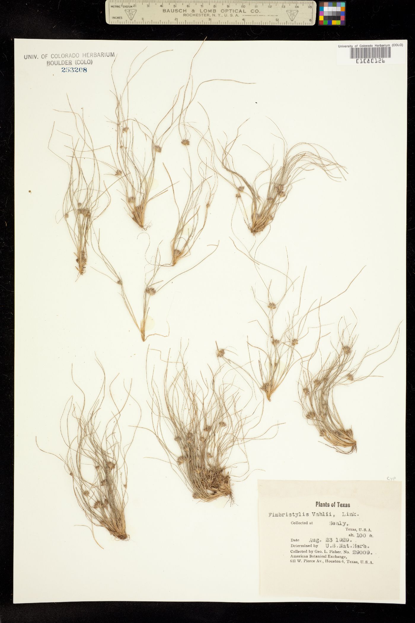 Fimbristylis vahlii image