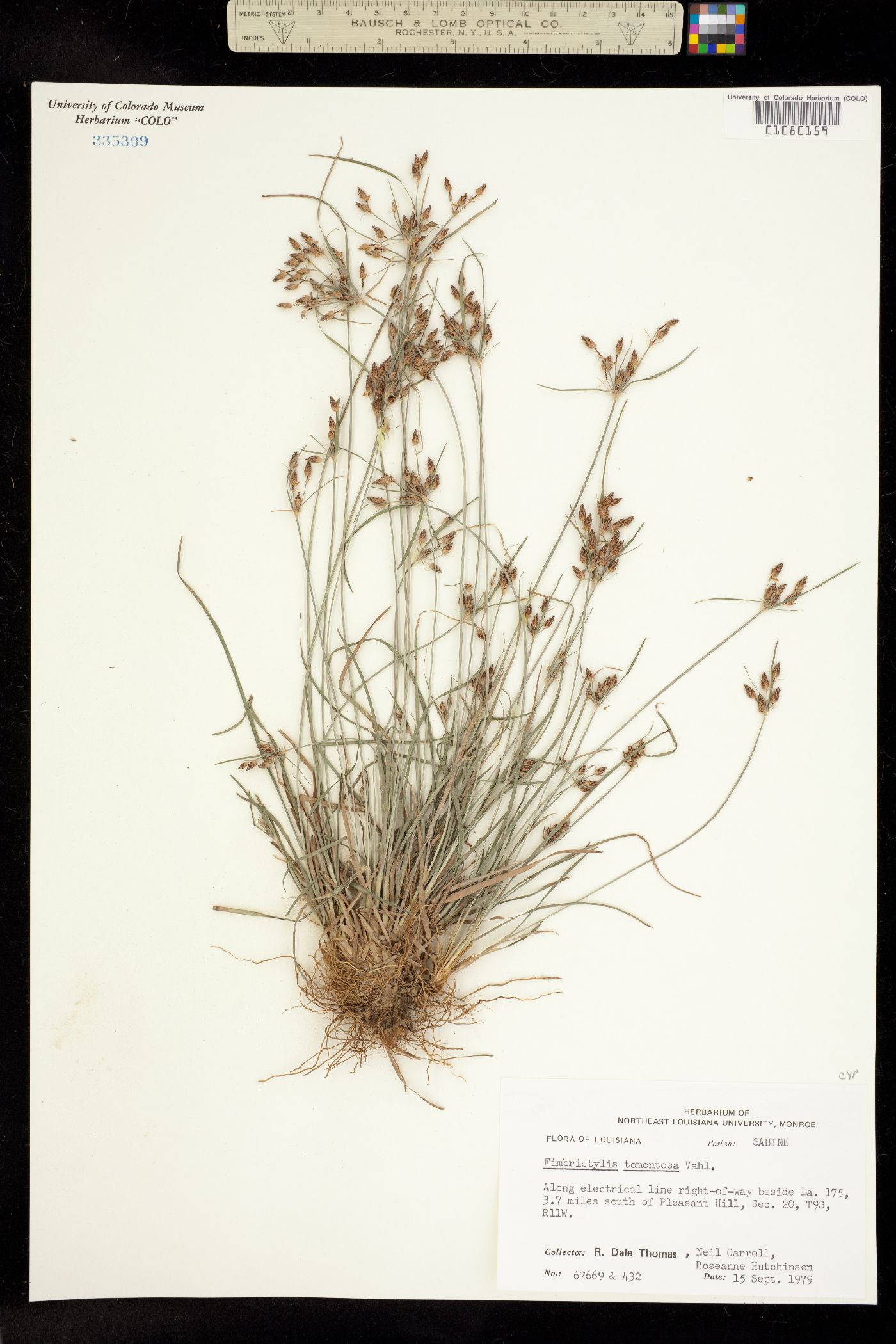 Fimbristylis dichotoma ssp. podocarpa image