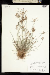 Fimbristylis dichotoma ssp. podocarpa image