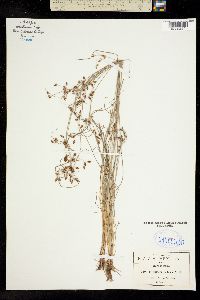 Fimbristylis dichotoma ssp. dichotoma image