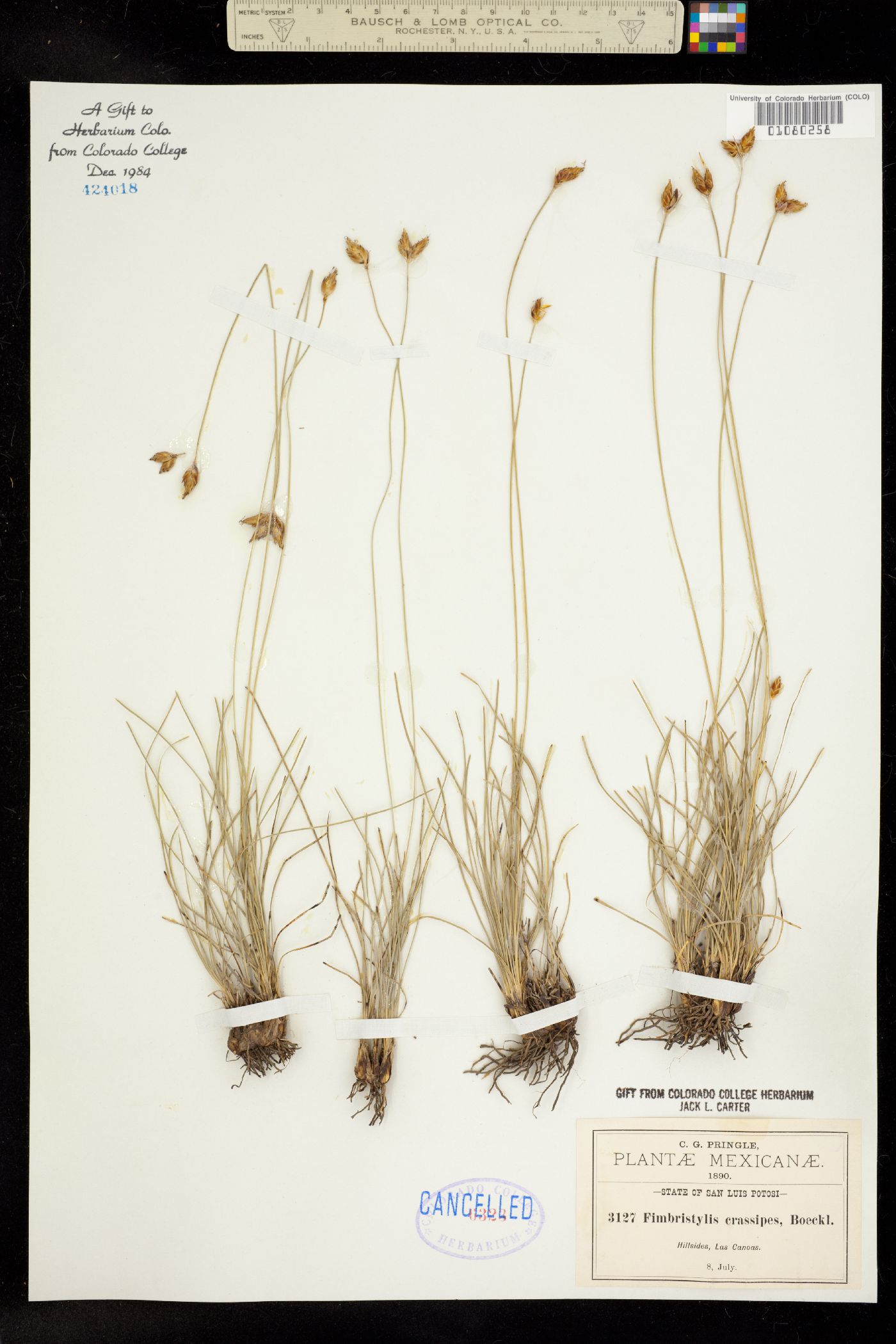 Fimbristylis crassipes image