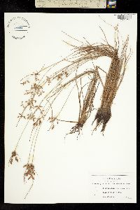 Fimbristylis dichotoma image