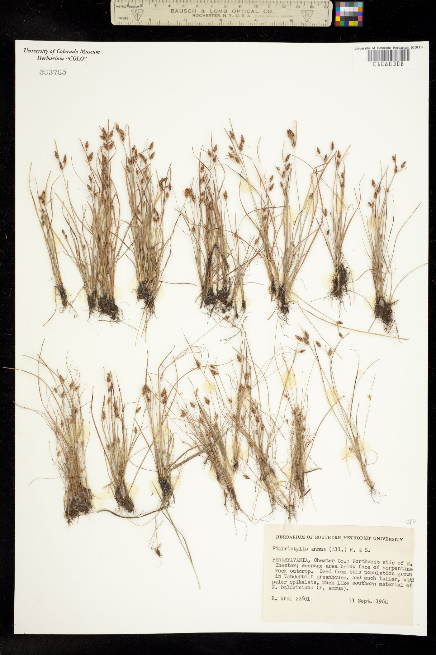 Fimbristylis dichotoma image