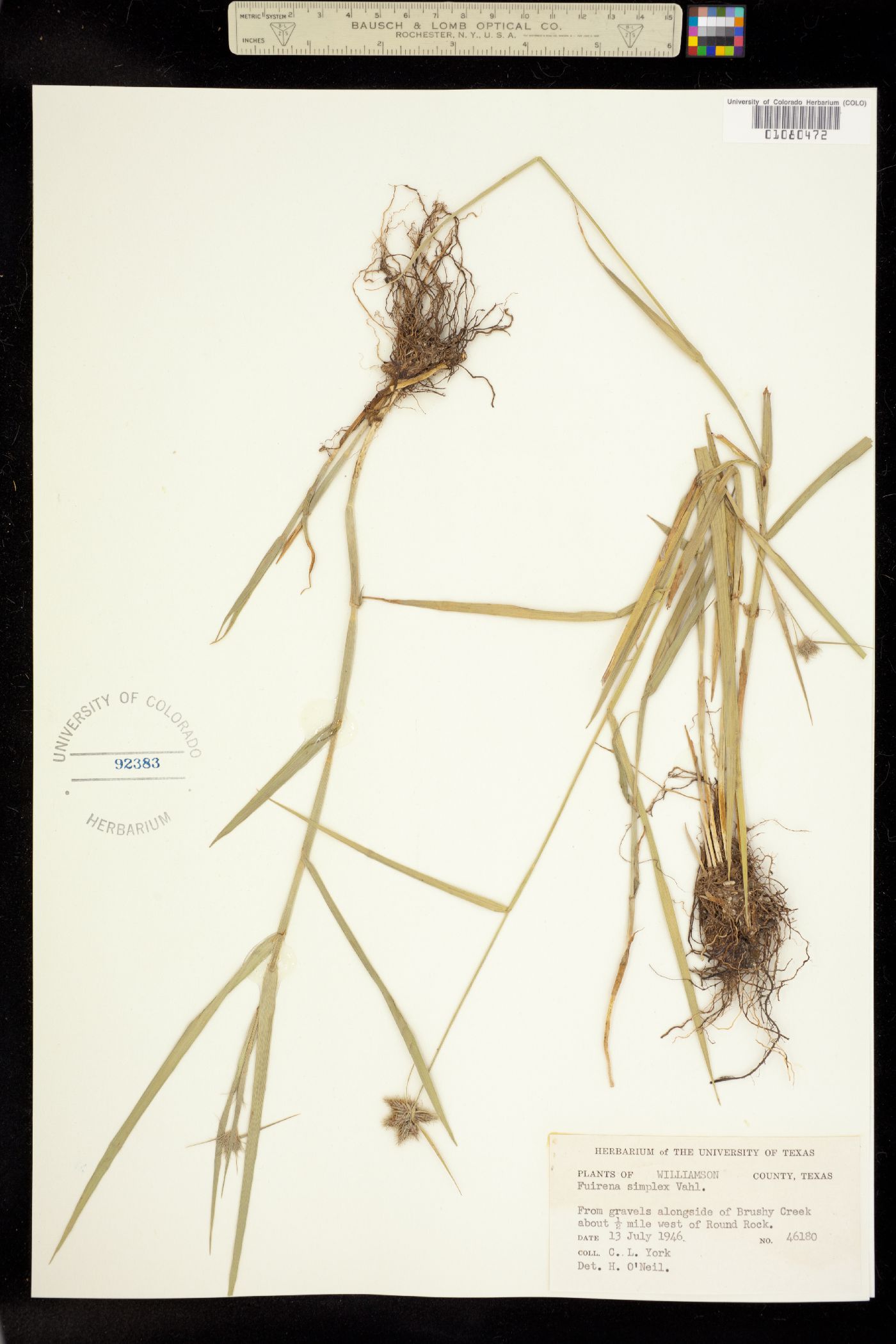 Fuirena simplex image