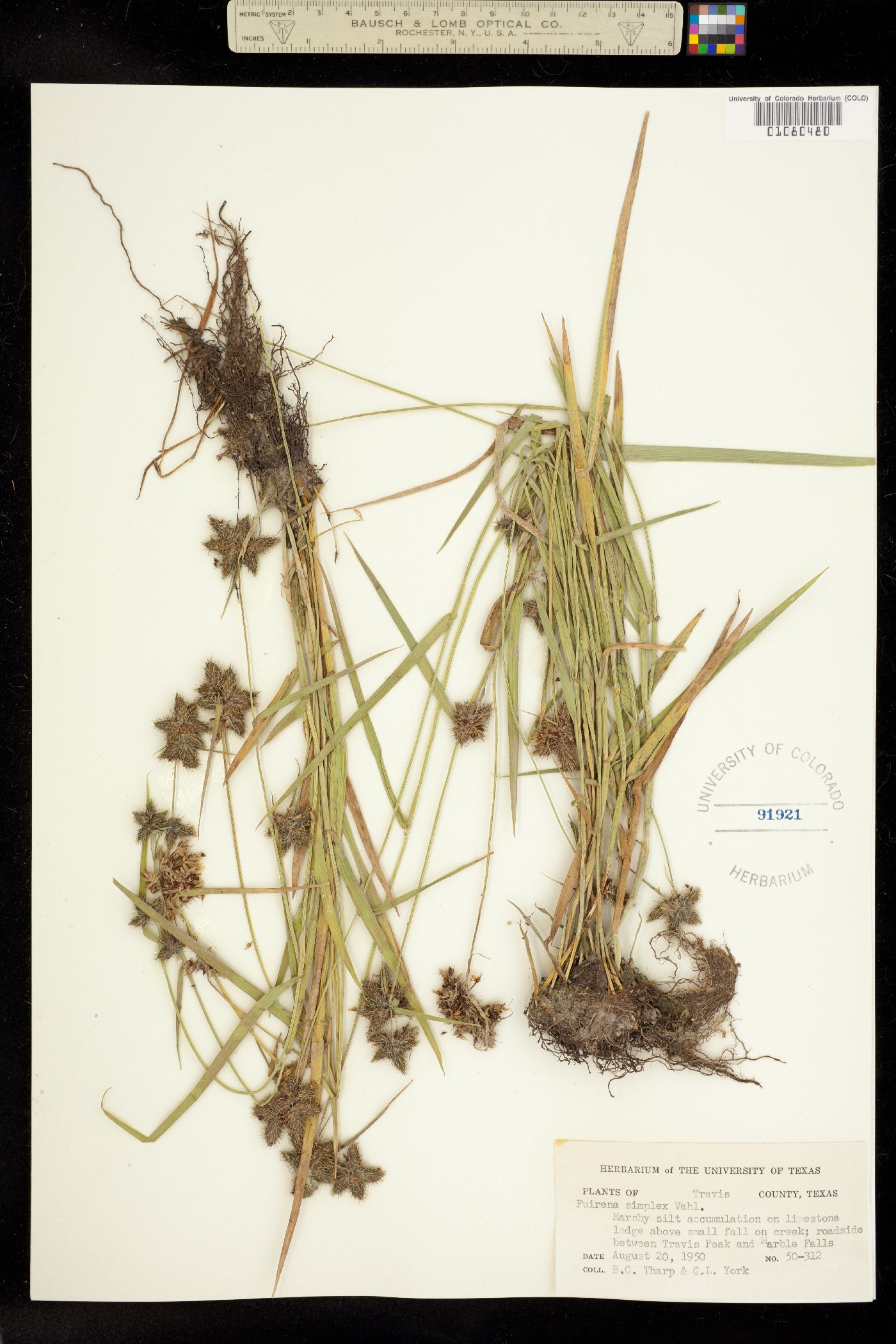 Fuirena image