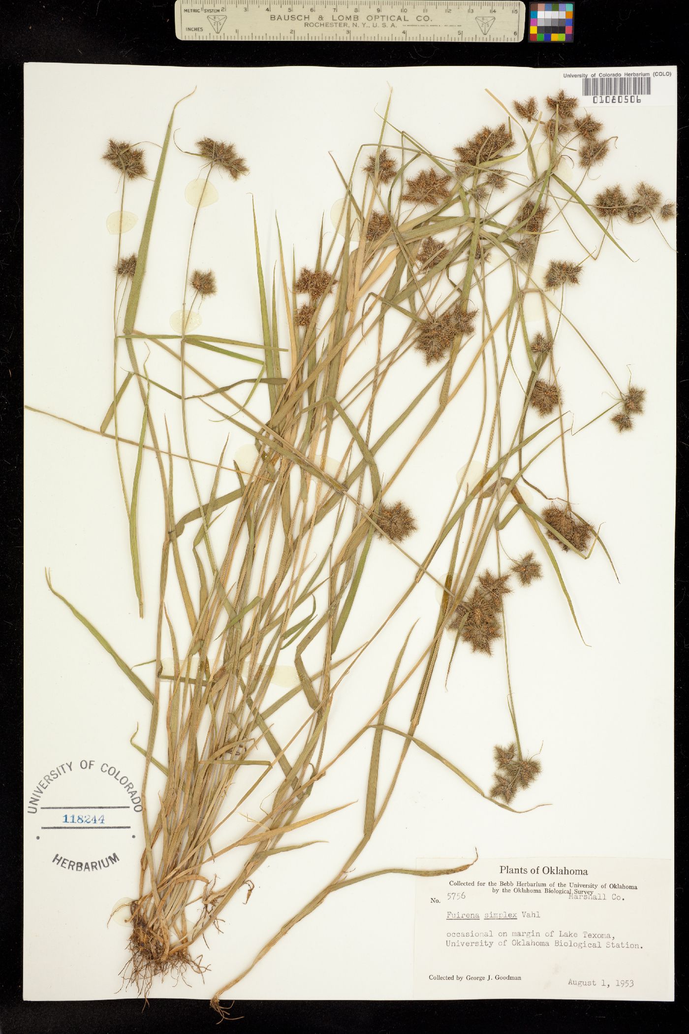 Fuirena simplex image
