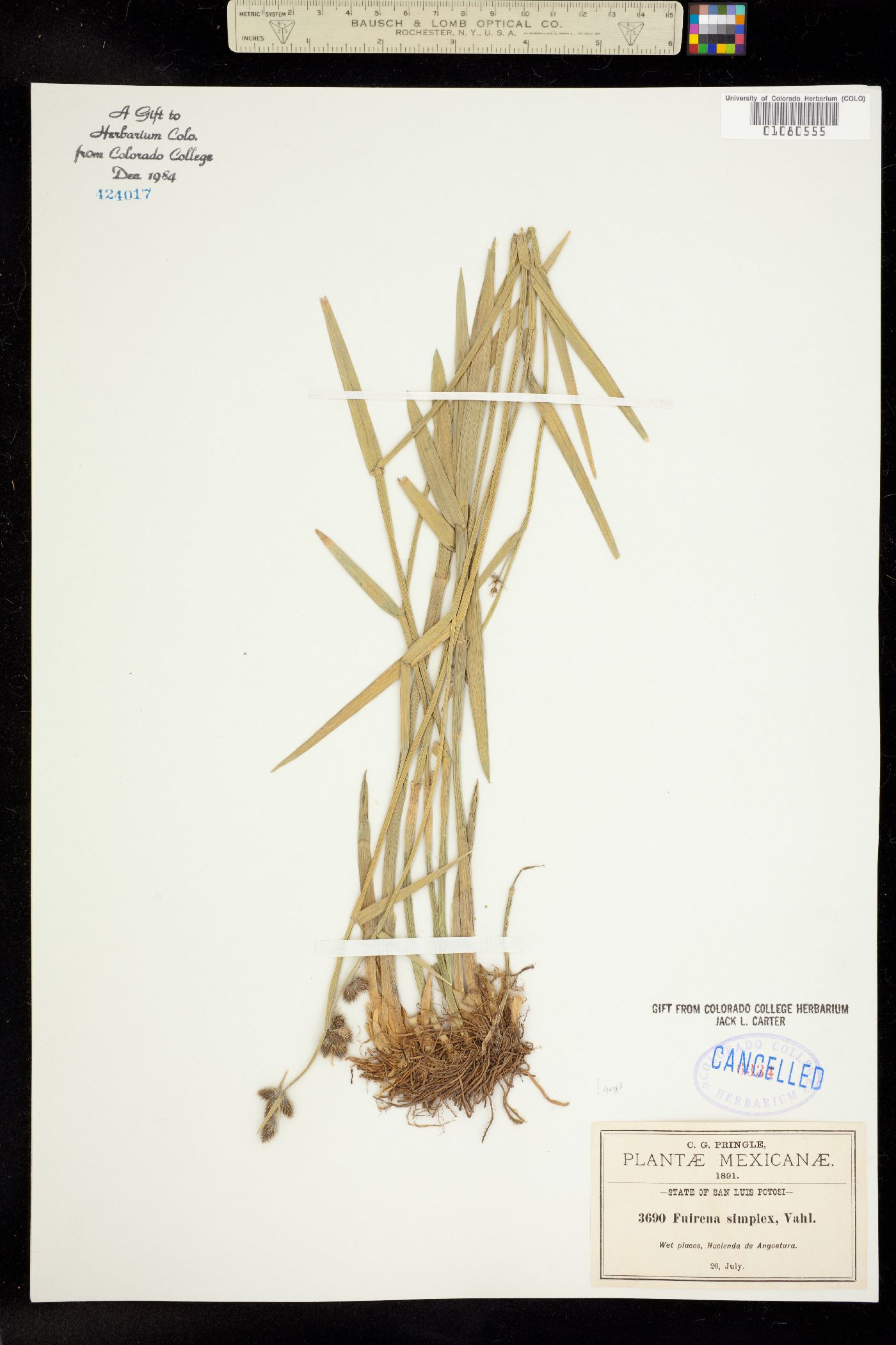 Fuirena simplex image