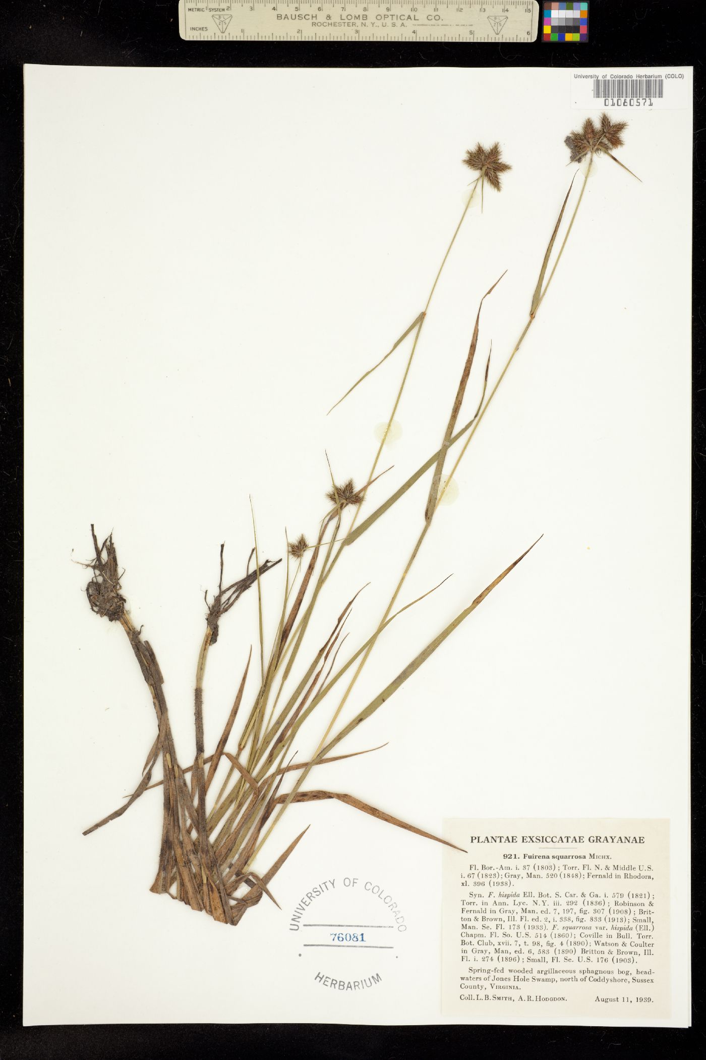 Fuirena squarrosa image