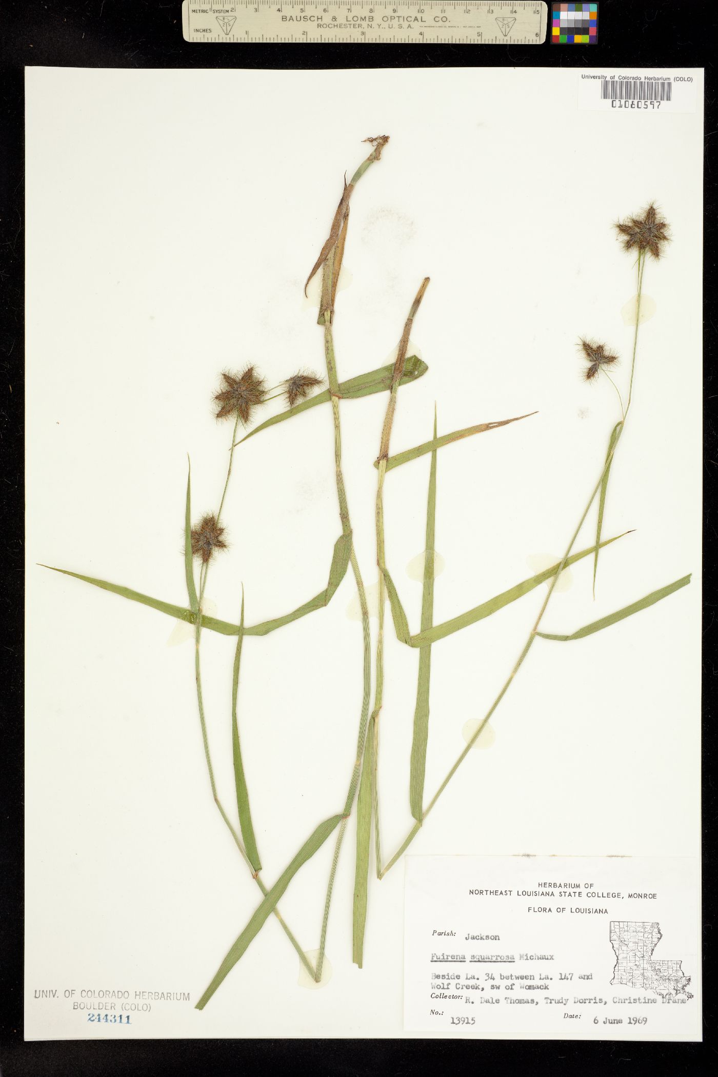 Fuirena squarrosa image