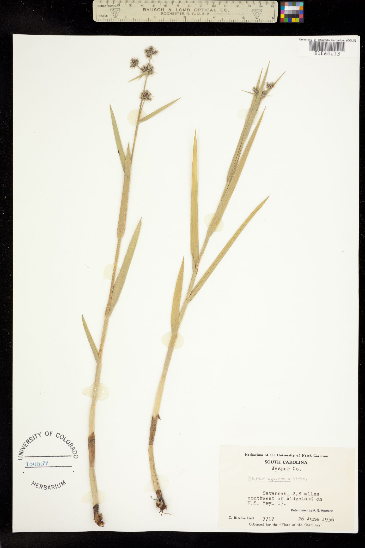 Fuirena squarrosa image