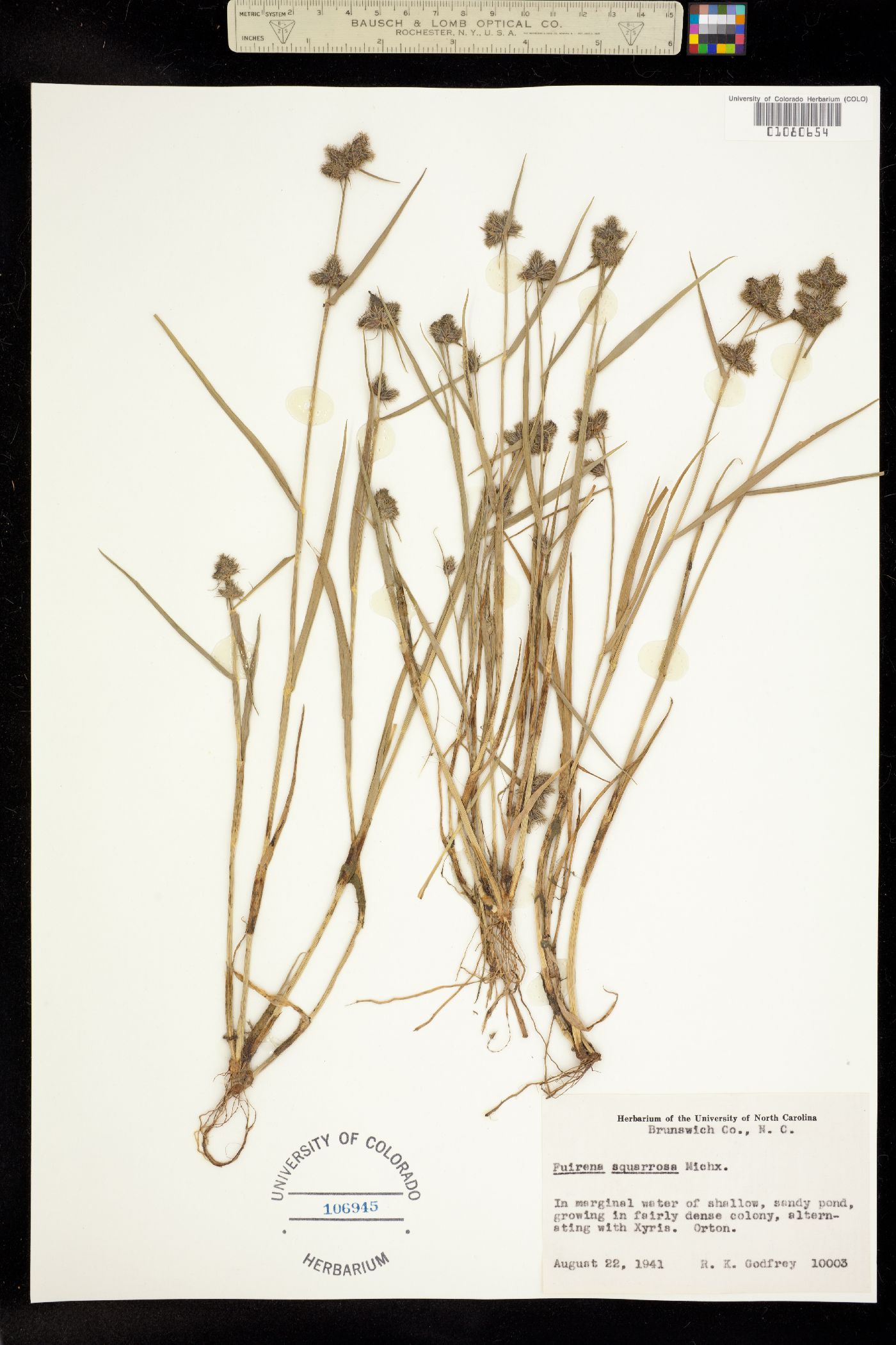 Fuirena squarrosa image