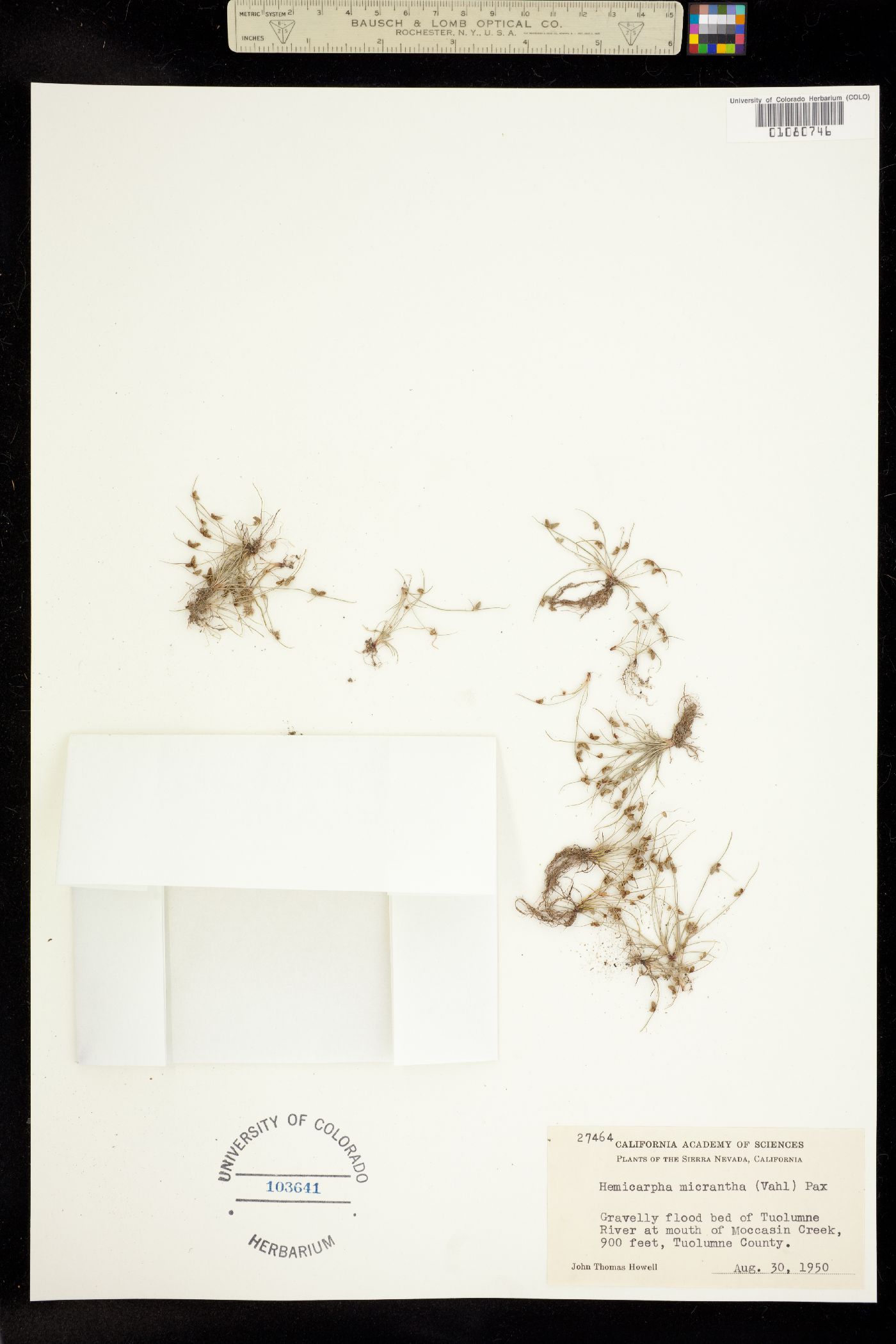 Lipocarpha micrantha image