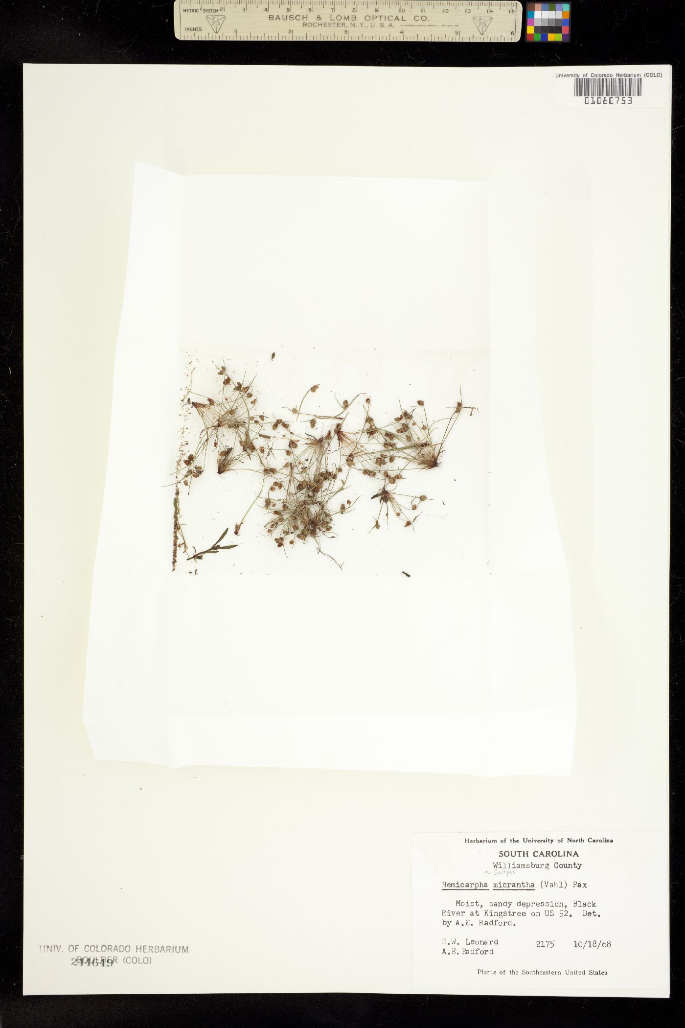 Lipocarpha micrantha image